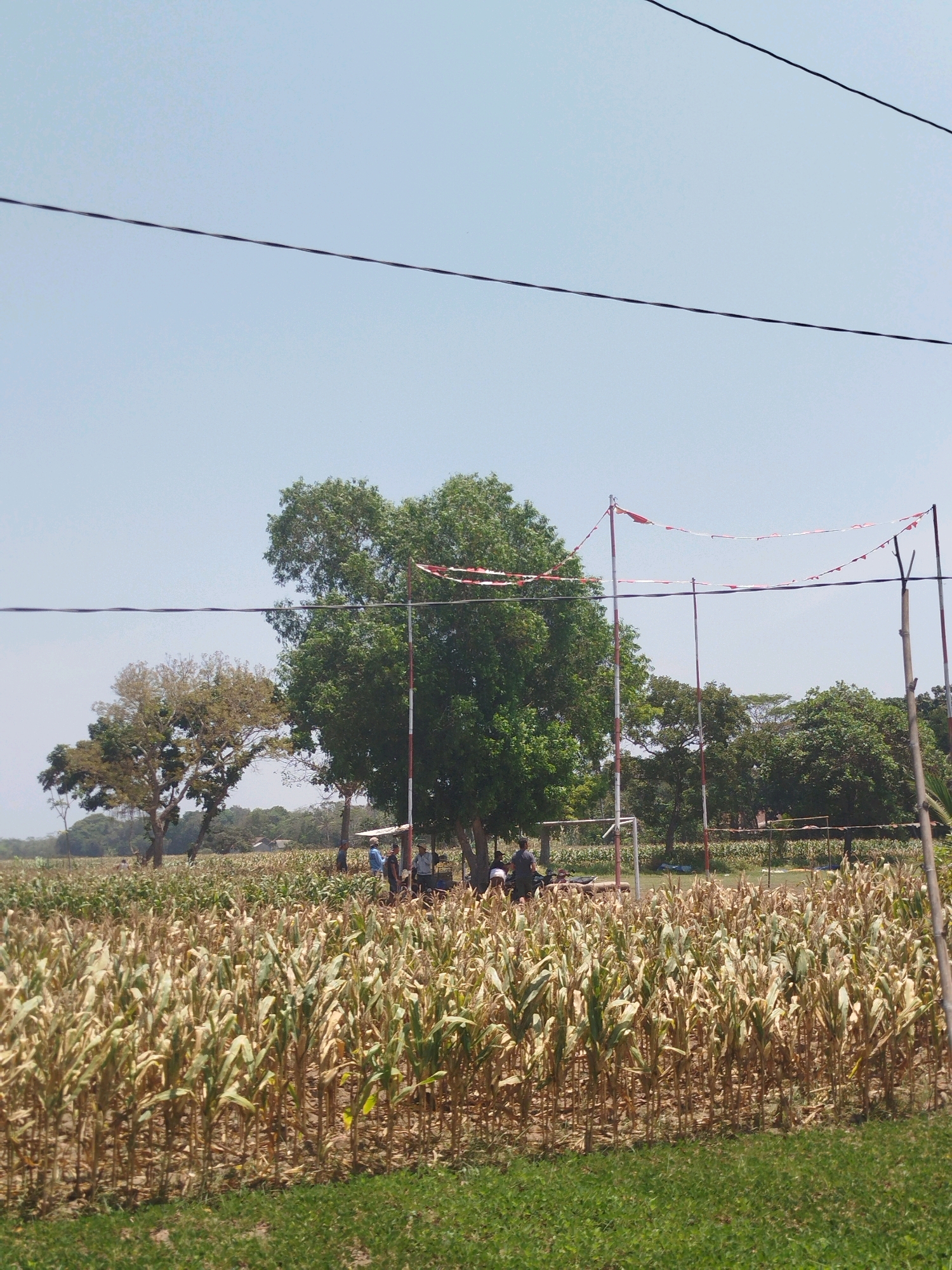 The image depicts a dry cornfield under a clear sky. In the foreground, the corn stalks are mostly dried and yellowed, with some green patches. A line of green grass runs along the bottom edge of the image. In the middle ground, there are several large trees and a small structure with a white roof. A few people are gathered near the structure, appearing to be resting or socializing. Red and white decorative flags are strung between poles in the background, suggesting a festive or ceremonial occasion. The scene appears to be rural, possibly in Ayamputih, Indonesia, given the context of a cornfield and the style of the flags, which resemble Indonesian national colors. The overall impression is one of a warm, sunny day in a rural setting.