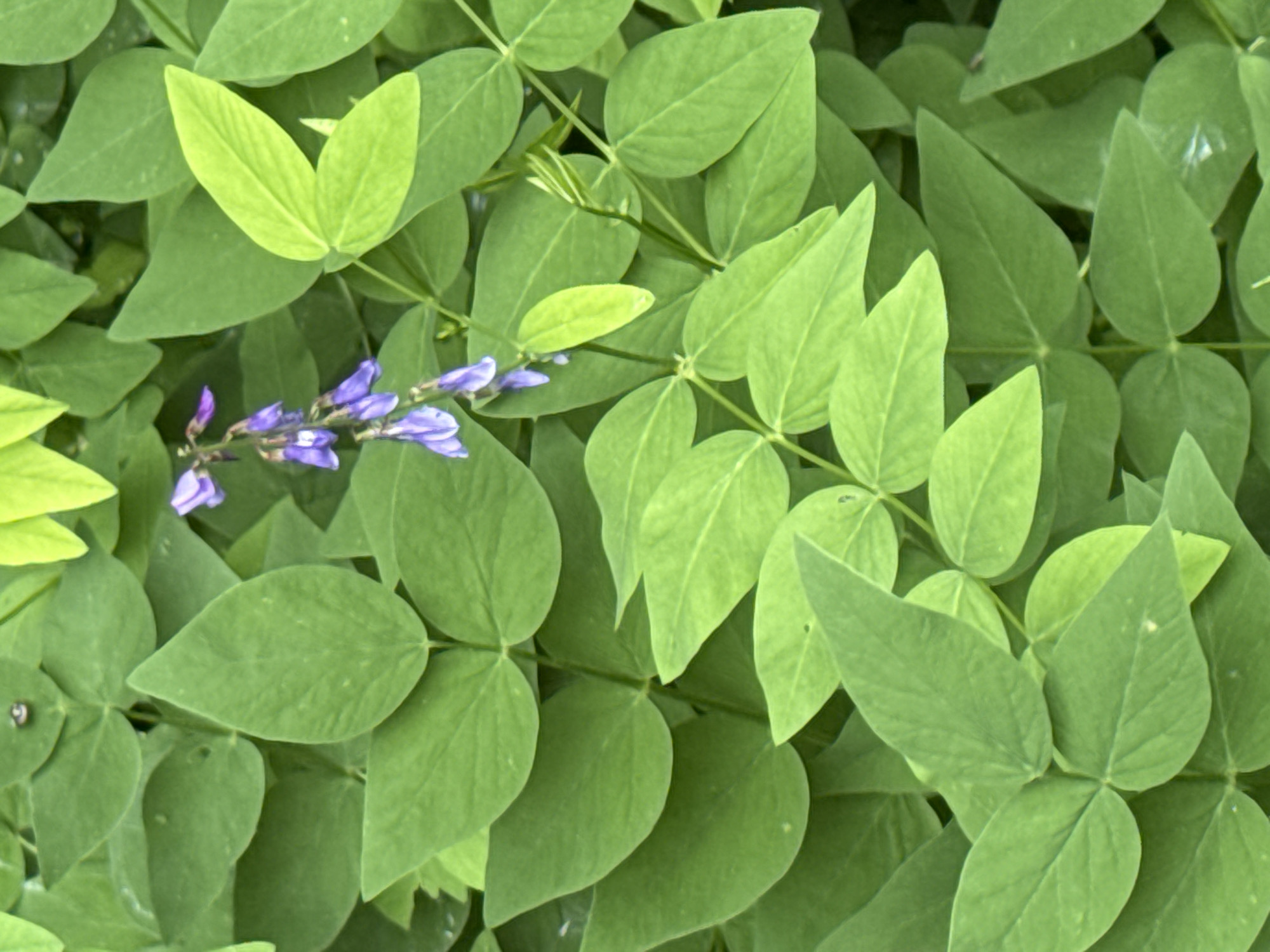 The image shows a close-up of a plant with lush green leaves and a cluster of small purple flowers. The flowers are arranged in a raceme, with individual blooms pointing upwards. The leaves are ovate and appear to be compound, with three leaflets per leaf. The plant is growing in a dense cluster, suggesting it is a ground cover or vining plant. The background is filled with more of the same foliage, creating a natural, verdant scene. The lighting suggests it is daytime, likely outdoors. There are no people, structures, or specific Moscow landmarks visible in the image.