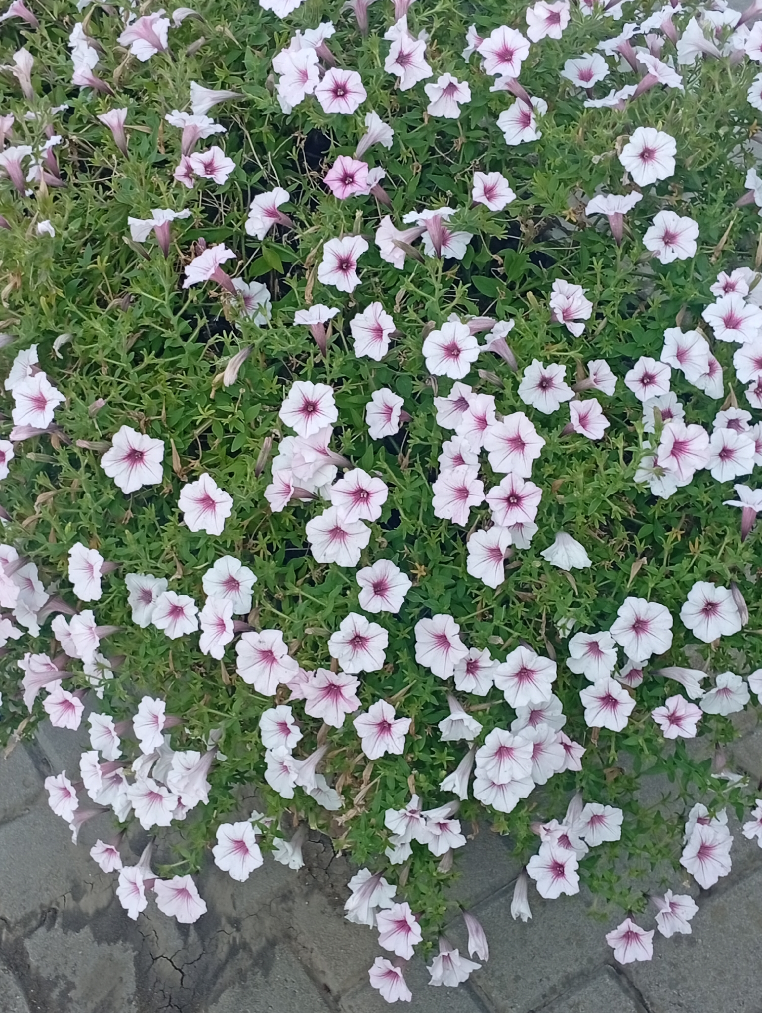 A close-up, high-angle shot captures a dense cluster of light pink petunias with deep pink centers, interspersed with vibrant green foliage. The flowers are predominantly open, their trumpet-shaped petals unfurling towards the viewer. The blooms vary slightly in size and fullness, with some appearing more delicate and others more robust. The greenery forms a lush backdrop, its delicate leaves creating a soft texture against the brighter blossoms. The bottom left of the image shows a cracked, grey paved surface, suggesting an urban setting. The scene is static, with no people or specific actions depicted, focusing solely on the botanical arrangement. The lighting is soft and diffused, indicating an overcast day or a shaded location. The image is shot in Pokrov, Ukraine.