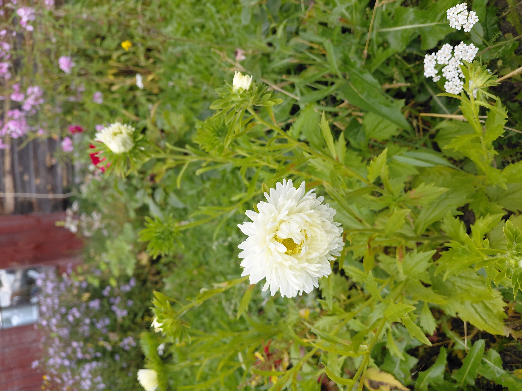 This image, taken in Malinovka, Russia, focuses on a cluster of white asters in a garden setting. The foreground is dominated by a fully bloomed white aster, characterized by its dense, ruffled petals and a vibrant yellow center. Surrounding this main subject are several green aster stems with developing buds, indicating the plant's growth stage. The background reveals a blurred tapestry of other flowers, including purple asters and pink phlox, interspersed with lush green foliage. Hints of a wooden fence and a rustic structure are visible in the upper portion of the image, suggesting a backyard or a more rural garden environment. The lighting appears to be natural daylight, with soft shadows indicating an overcast or late afternoon sky. The overall impression is one of a serene and blooming garden.