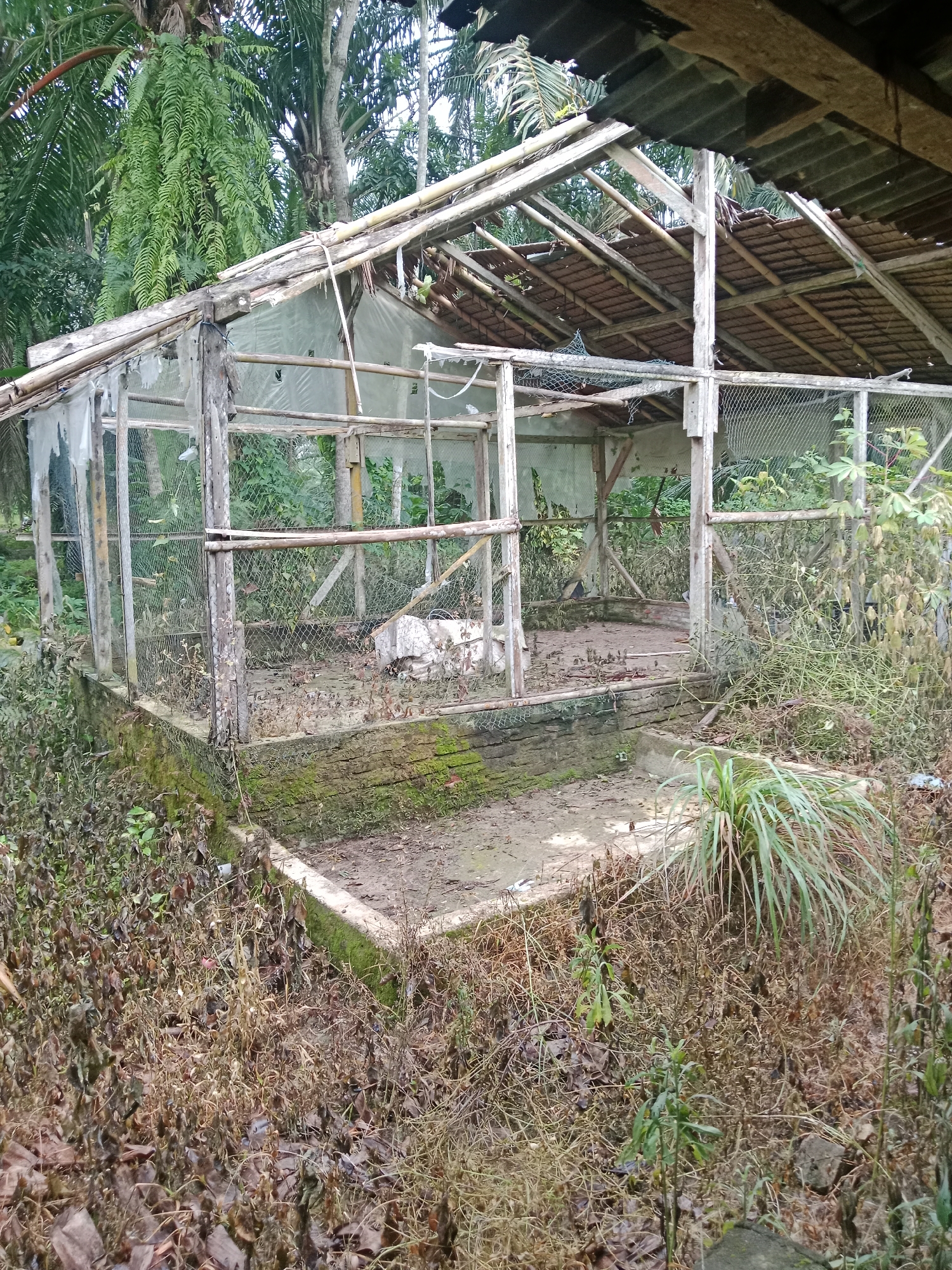 An abandoned, dilapidated coop structure stands in overgrown vegetation, likely in a rural area of Tambakcekur, Indonesia. The coop, made of weathered wood, wire mesh, and what appears to be translucent plastic sheeting, has a partially collapsed roof covered with corrugated metal and bamboo. Debris, including dry leaves and branches, covers the ground inside and around the structure. Lush green foliage, including palm trees and ferns, surrounds the scene, suggesting a tropical or subtropical environment. The overall impression is one of neglect and disuse.