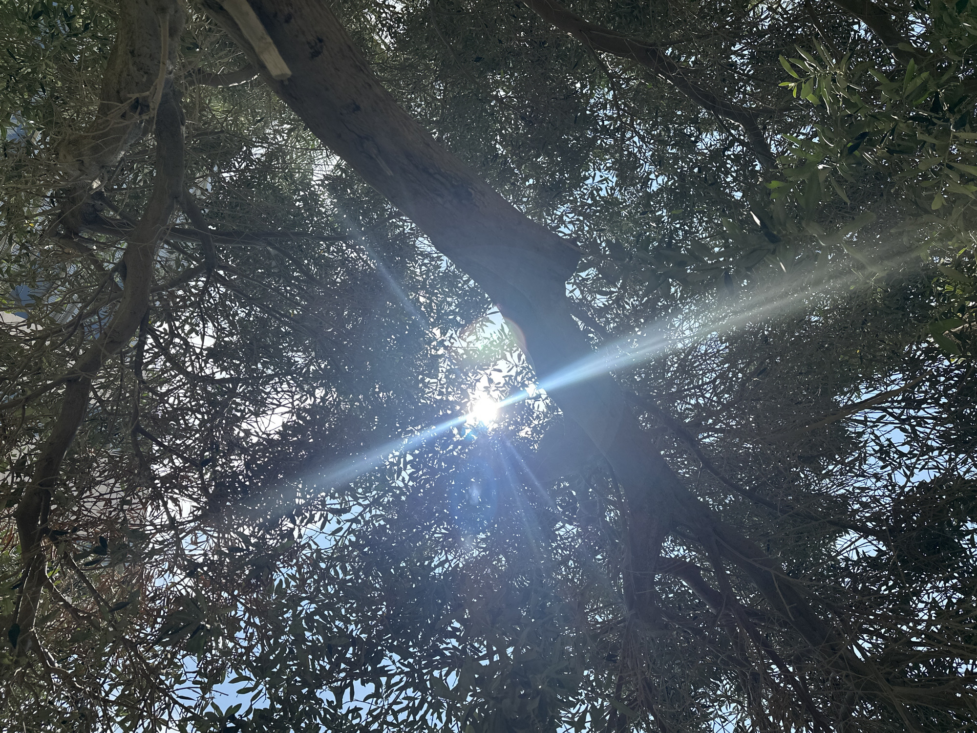 This is an upward-facing, full-frame photograph of the dense canopy of an olive tree, with the sun's rays piercing through the leaves and branches, creating prominent lens flares. The sky is visible in patches between the foliage. The scene is set within the city of Haifa, Israel, likely in a park or natural area where such trees are prevalent. No people or specific objects other than the tree and natural elements are visible. The environment is outdoors, suggesting a sunny day.