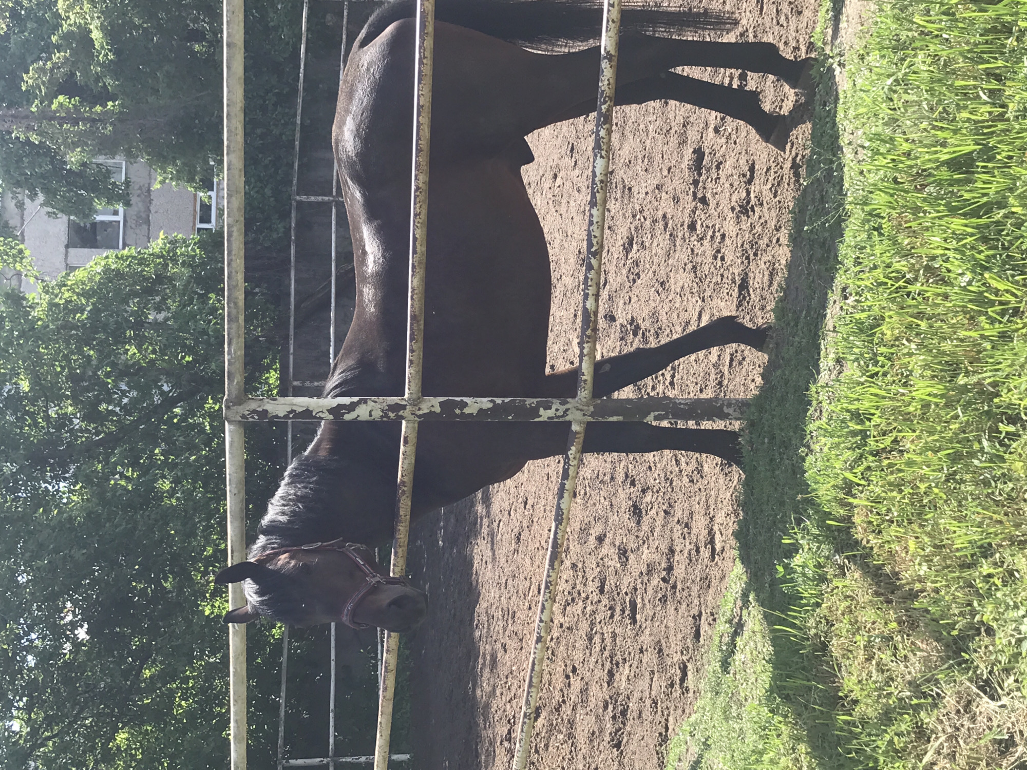 A brown horse stands behind a light-colored metal fence in an enclosure with a dirt floor. The horse wears a bridle. A strip of grass borders the enclosure on one side. In the background, trees and a building with windows are visible. The location is Kharkiv, Ukraine.
