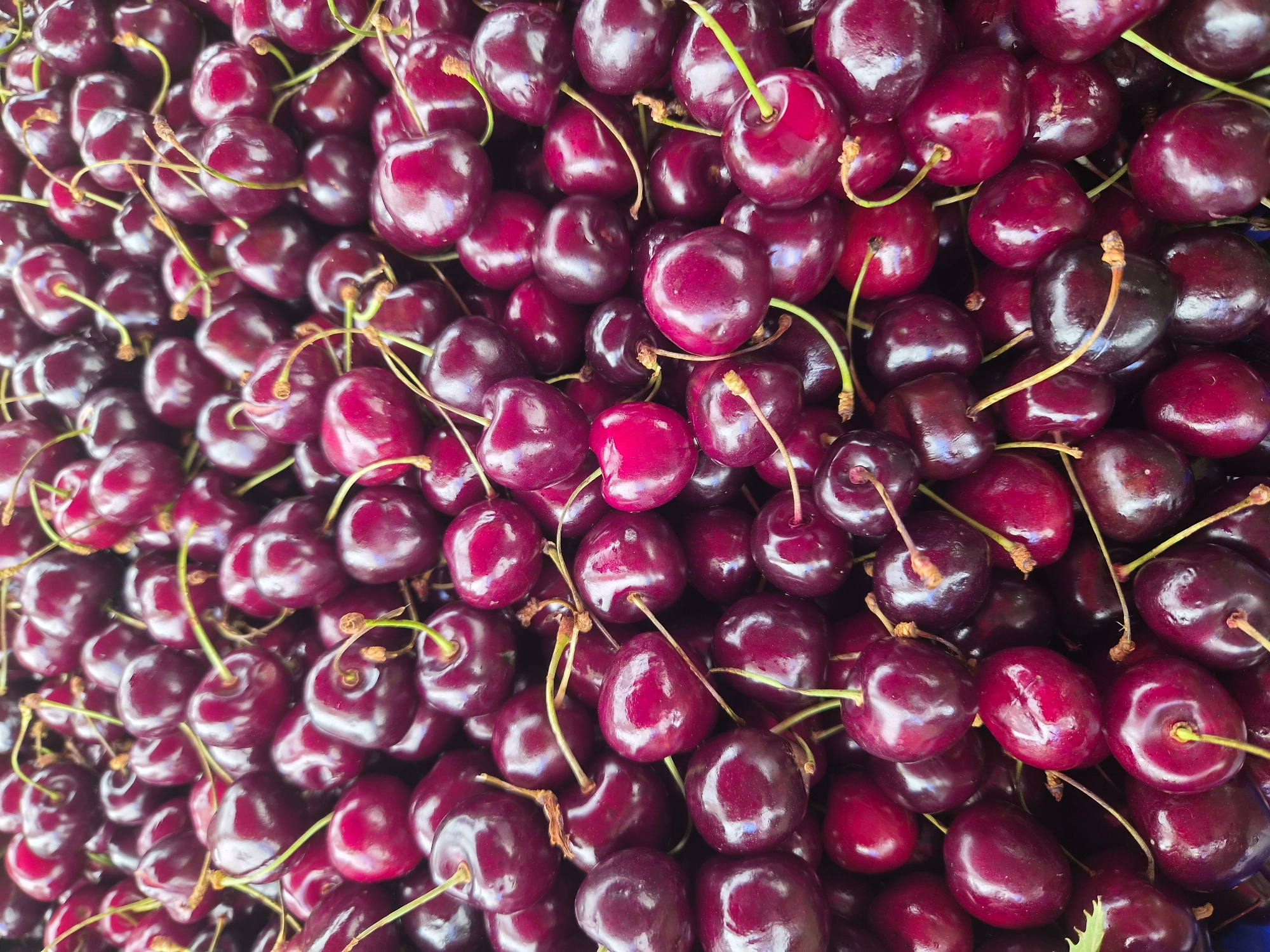 A close-up, overhead view captures a large pile of fresh, dark red cherries. The cherries are plump and have a glossy sheen, indicating they are ripe and recently harvested. Some are still attached to their thin, green stems. The depth of field is shallow, with most of the cherries in sharp focus, creating a textured and abundant display. The scene appears to be a market stall or a produce display, likely in the Maltepe district of Istanbul, Turkey, given the context. There are no people or specific environmental details beyond the cherries themselves visible in the image. The lighting is bright and even, highlighting the vibrant color of the fruit.