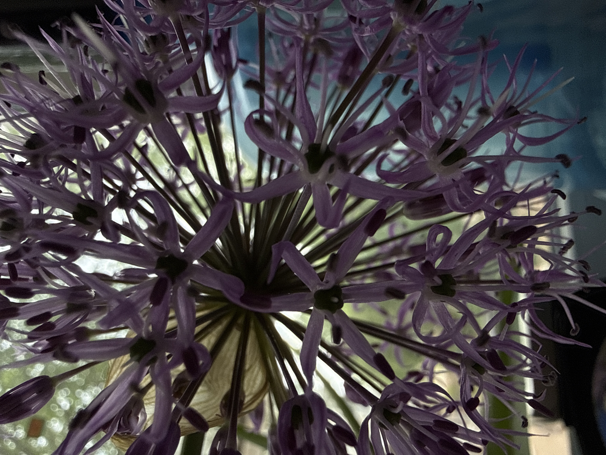 A close-up photograph shows a cluster of purple allium flowers in bloom. The image is taken from below, looking upwards into the floral sphere. Each individual floret has six petals and prominent stamens. Light is visible through gaps between the stems and florets, suggesting an outdoor setting. The background appears blurred, possibly indicating trees or foliage out of focus. The lighting is slightly muted, casting soft shadows within the flower structure. The location is not evident from the image, and there is no indication it was taken in Chaikovsky, Russia.