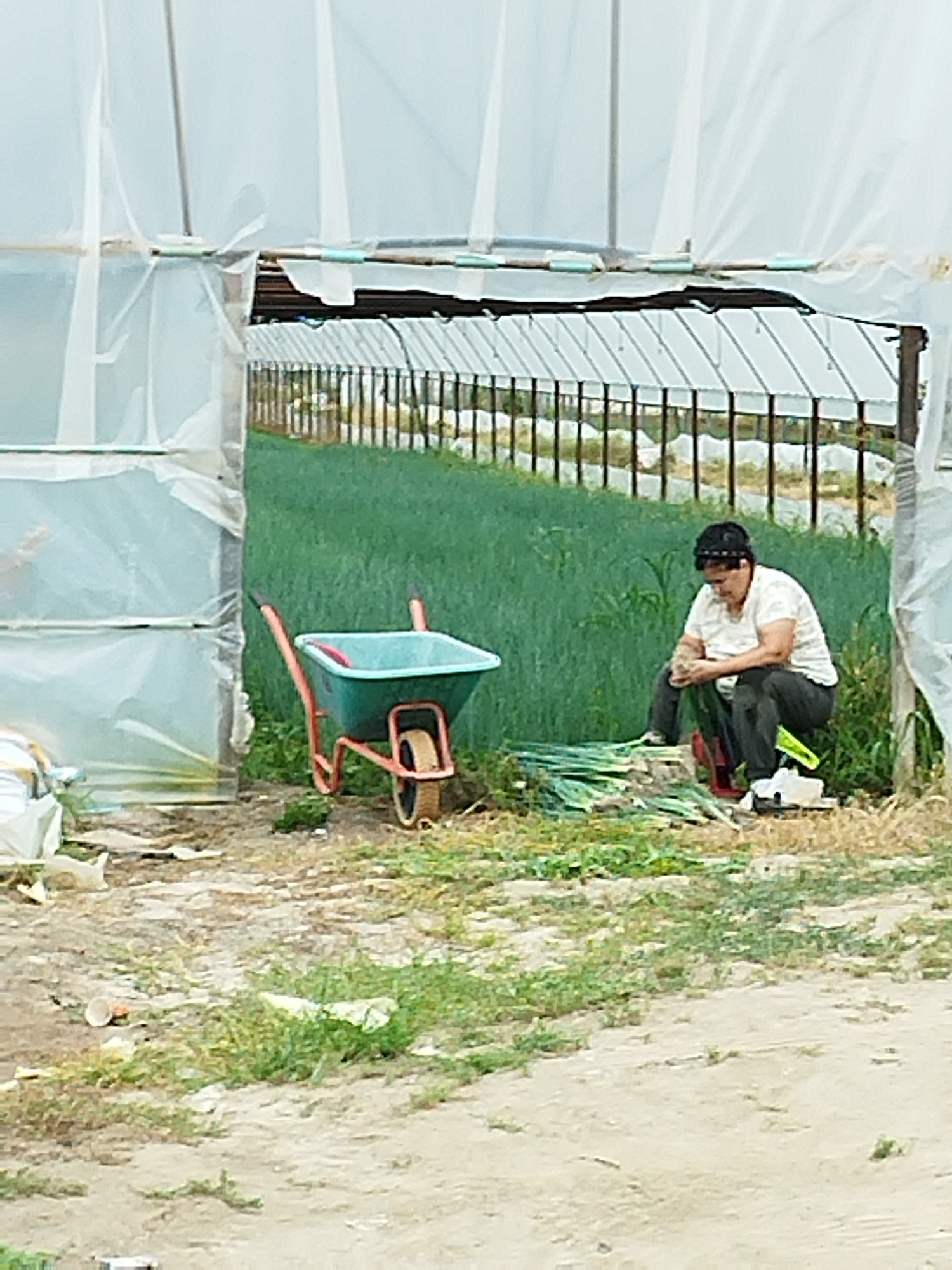 The image depicts an outdoor agricultural setting, likely a greenhouse, with a person crouching amidst harvested vegetables. The greenhouse structure is visible in the background, with transparent sheeting covering a framework of poles. In the foreground, a turquoise wheelbarrow with orange handles sits on a dirt and gravel path. To the right of the wheelbarrow, a person wearing a white t-shirt and dark pants is seated on the ground, appearing to be sorting or processing a pile of green vegetables, possibly leeks or onions. The ground is a mixture of soil, gravel, and sparse vegetation. The overall impression is one of manual labor in an agricultural environment. The location is identified as Dobra, Romania.