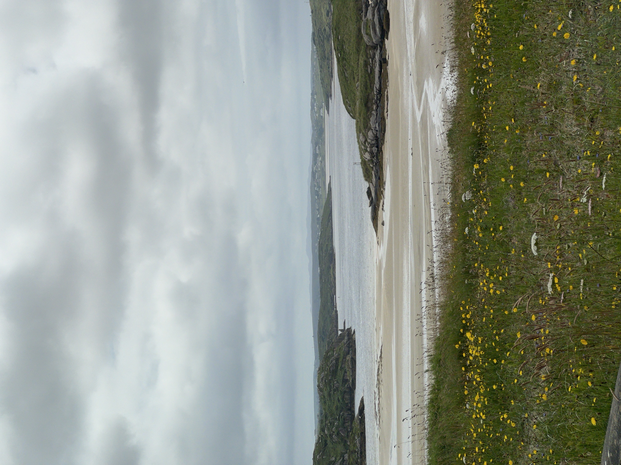 This is a vertically oriented, eye-level, landscape photograph of a beach in Bunbeg, Ireland. The scene captures a view of the coastline under a cloudy sky.
The primary subjects are the beach, the sea, and the grassy, wildflower-covered embankment. The beach itself appears wet and sandy, with distinct ripple marks from the receding tide. The sea is a muted grey-blue, stretching out to meet a hazy horizon. Along the edge of the beach, rocky outcrops covered in green vegetation jut out into the water.
The embankment on the right side of the frame is densely covered with green grass and numerous small yellow wildflowers, creating a vibrant contrast with the sand and sea. Some taller, dried grasses and seed heads are also visible, adding texture to the scene. In the distance, a line of houses can be seen nestled into the green landscape, suggesting a small village or town.
The weather appears overcast, with a thick layer of grey clouds dominating the upper portion of the image. This suggests a cool, potentially damp day, common in the Irish climate. The time of day is indeterminate due to the overcast conditions, but the light is diffused and even.
There are no people or discernible objects in the image, focusing the viewer's attention solely on the natural landscape. The overall mood is serene and somewhat melancholic, characteristic of a cloudy day by the sea. No text is visible in the image.