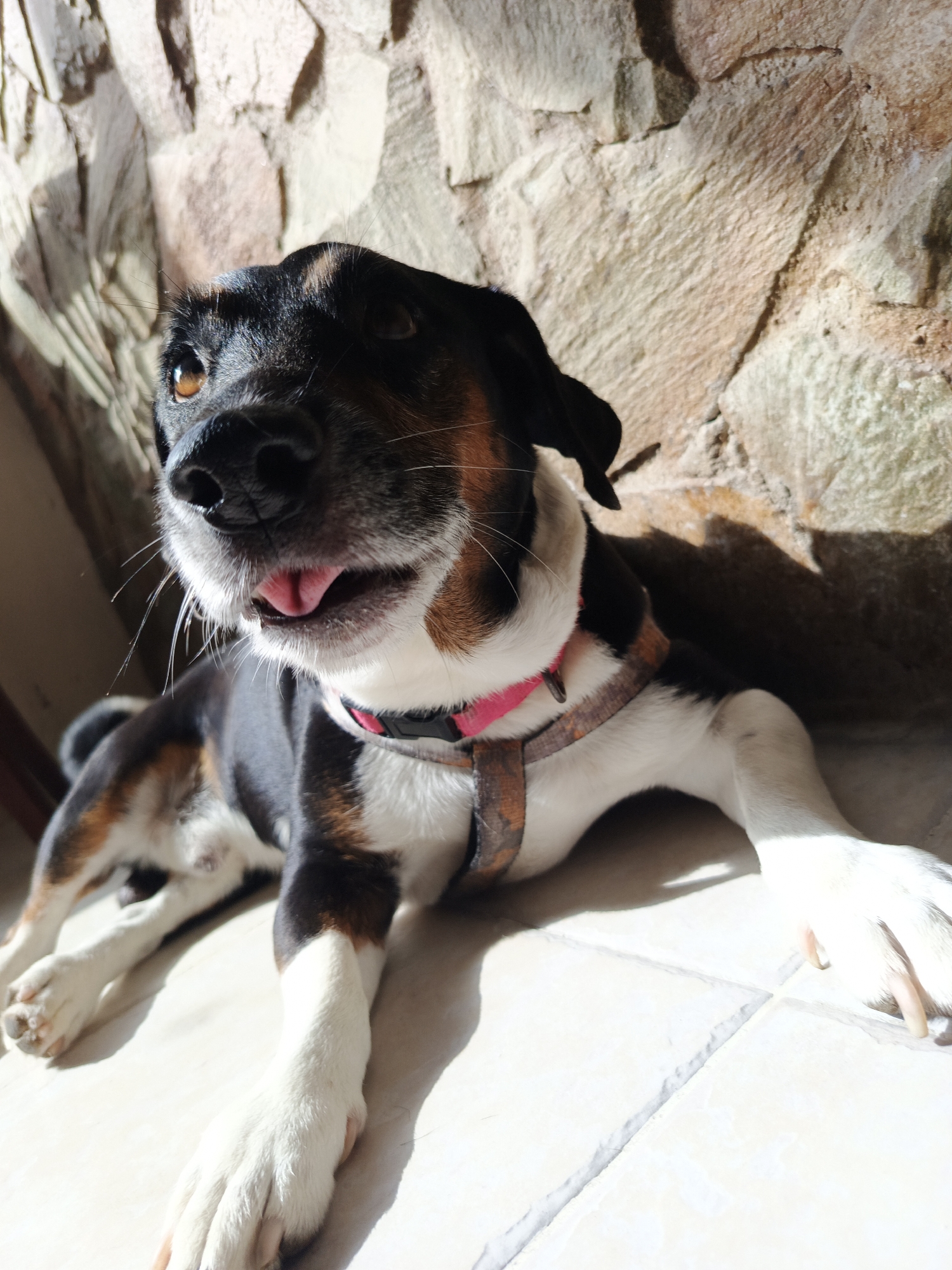 A medium shot shows a dog lying on a tiled floor next to a stone wall. The dog is black, white, and tan with a pink collar and a brown harness. It is panting with its tongue sticking out. The background shows the stone wall and the tiled floor in soft lighting. The image was presumably taken indoors. The image has no indication that it was taken in Los Robles, Venezuela.