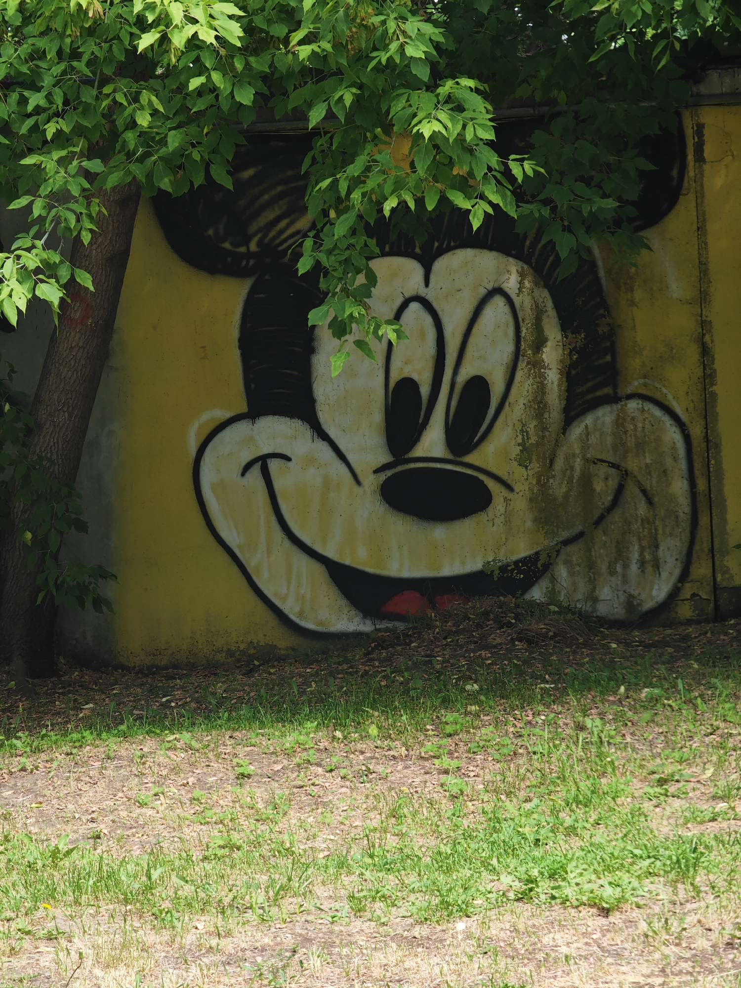 A graffiti image of Mickey Mouse's face is painted on a yellow, weathered wall. The mural is partially obscured by the foliage of a tree with a rough-barked trunk. The ground in front of the wall is covered with dry leaves and green grass. The scene appears to be an outdoor location in an urban environment.