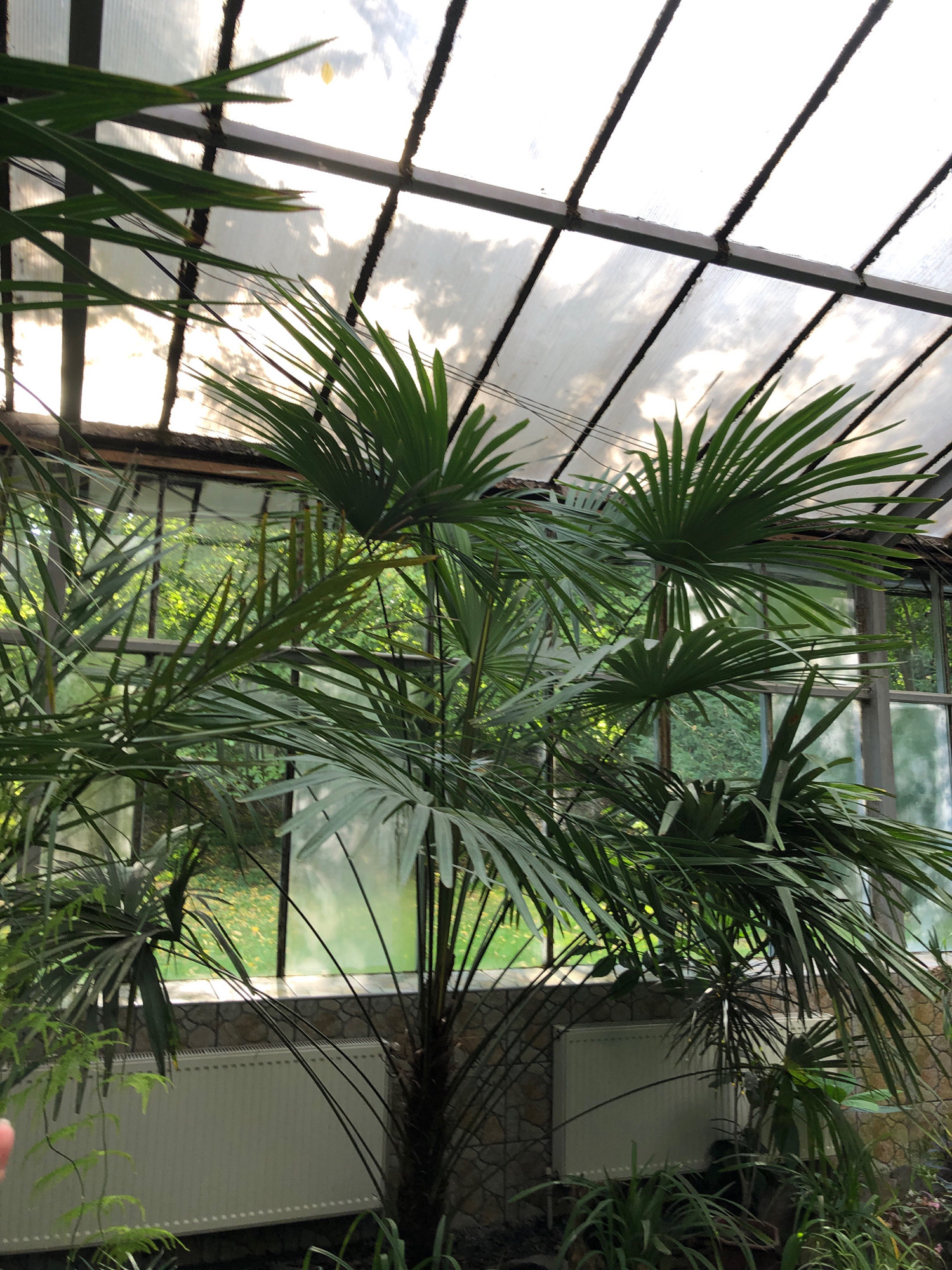 The image captures a view of the interior of a greenhouse in Lviv, Ukraine, with a focus on tropical plants. The greenhouse features a translucent roof made of segmented panels supported by a dark metal frame, allowing diffused sunlight to filter through, illuminating the plants within. Through the greenhouse walls, lush green foliage of trees and vegetation is visible, suggesting an outdoor environment adjacent to the structure. In the foreground, large palm fronds, characteristic of tropical flora, dominate the scene, their deep green leaves reaching upwards and outwards. Below the plants, a white radiator is visible against a stone-patterned wall, indicating climate control measures within the greenhouse. The overall atmosphere is one of lush, indoor vegetation bathed in natural light.
