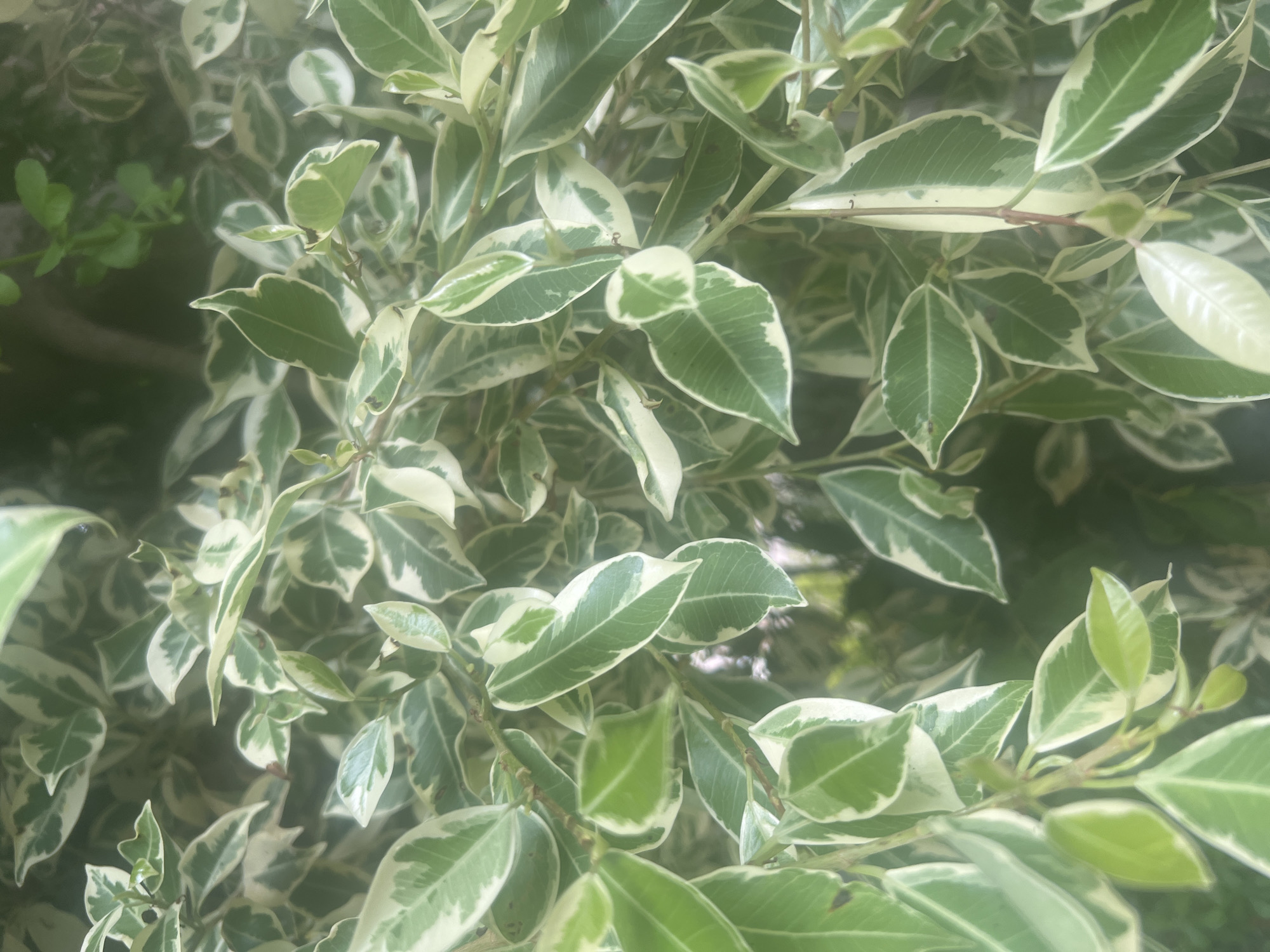 The image is a close-up, slightly blurry, vertical shot of variegated leaves. The leaves are ovate with pointed tips and are predominantly green with white or cream-colored margins and splotches. Some leaves also show entirely white sections. The leaves are densely packed on thin stems. The background is out of focus and appears to be more foliage and possibly tree bark, suggesting an outdoor, natural environment. There are no people or visible man-made objects. The scene is consistent with the vegetation found in the Hof HaCarmel Regional Council, Israel, likely a garden or natural area.