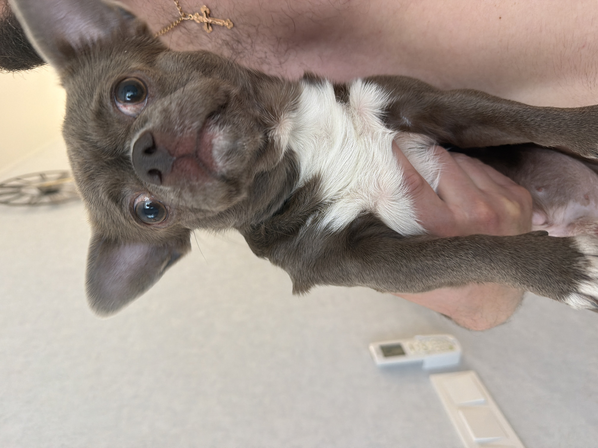 A medium-close shot shows a gray chihuahua being held by a person. The dog has white fur on its chest. A gold cross necklace is visible around the person's neck. In the background, a white surface is visible with what appears to be a digital timer and a white, rectangular object with square indentations. The location is unknown.