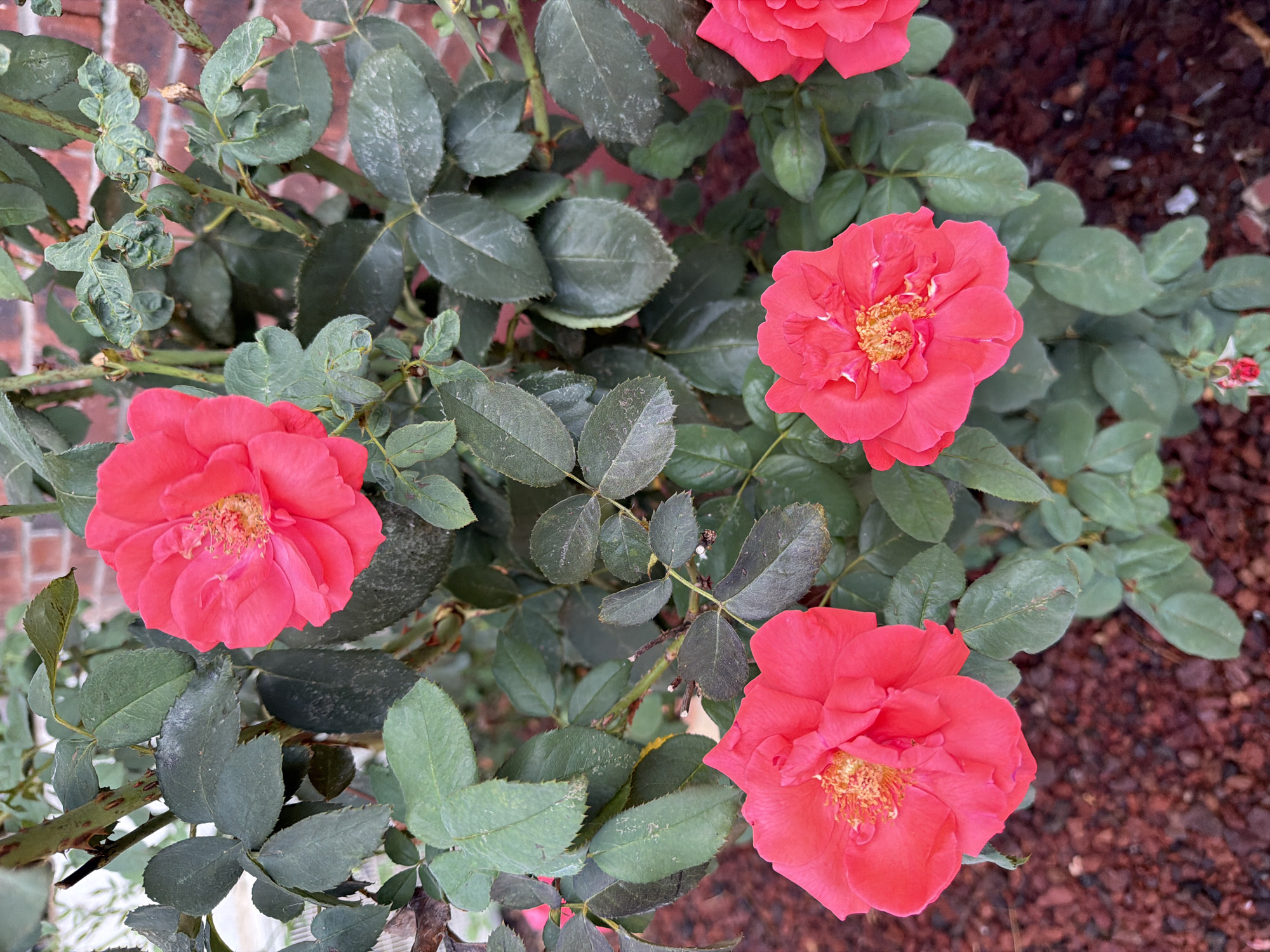 A cluster of vibrant pink roses with visible yellow stamen bloom on a rose bush. The bush has dark green, serrated leaves, some appearing slightly dusty or weathered. Thorny stems are visible, indicating the typical growth of a rose plant. In the background, a brick wall can be partially seen, suggesting an outdoor setting. The ground beneath the bush is covered with small, dark red mulching stones. The image was captured in Gedera, Israel.
