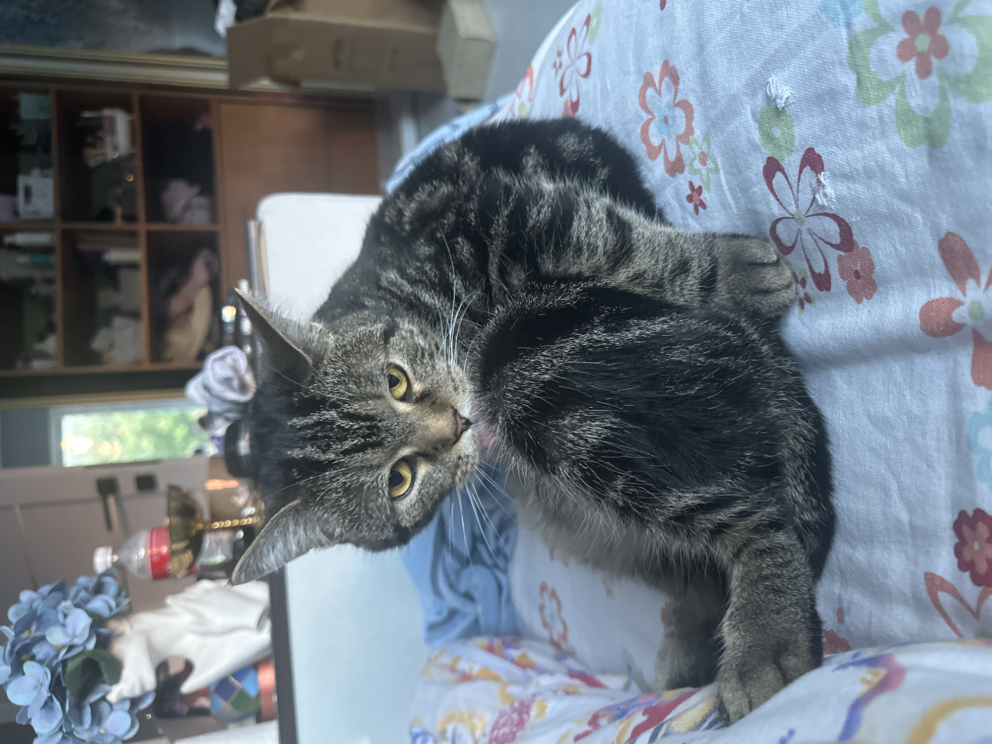 The image features a tabby cat with distinct grey, black, and brown stripes and bright yellow eyes, positioned on a light-colored fabric with a floral pattern. The cat is captured in the act of grooming, with its tongue slightly extended as it licks its fur. Prominent white whiskers frame its face. One of its paws rests on the patterned fabric, which displays a design of red, green, and blue flowers and shows some minor snags or pulled threads.
The setting is indoors, likely a casual domestic space during the daytime, evidenced by the natural light filtering through a window visible in the background to the left. Above the window, there's a wooden shelving unit filled with various items. Below the window, a surface holds a bottle with a red cap and a decorative cluster of blue artificial flowers. The scene depicts a calm moment of a pet in a comfortable home environment. No discernible text is visible in the image.