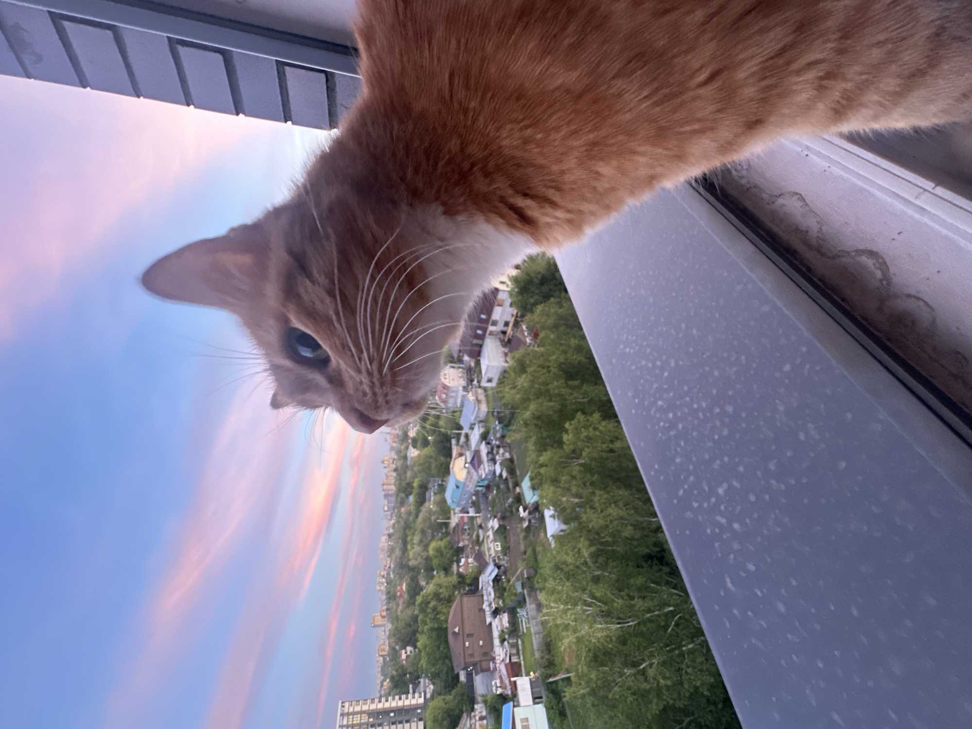 An orange cat is perched on a windowsill, looking out at a city skyline during sunset. The sky is filled with pink and blue clouds. The cat's body is mostly visible, and its head is turned to the left, showing its profile. The background shows a suburban area with houses and trees, and a taller building in the distance. The windowsill itself is grey and has some speckles on it. The scene appears to be an urban environment in Blagoveshchensk, Russia, given the architectural style and foliage. There are no people or other animals visible in the image.
