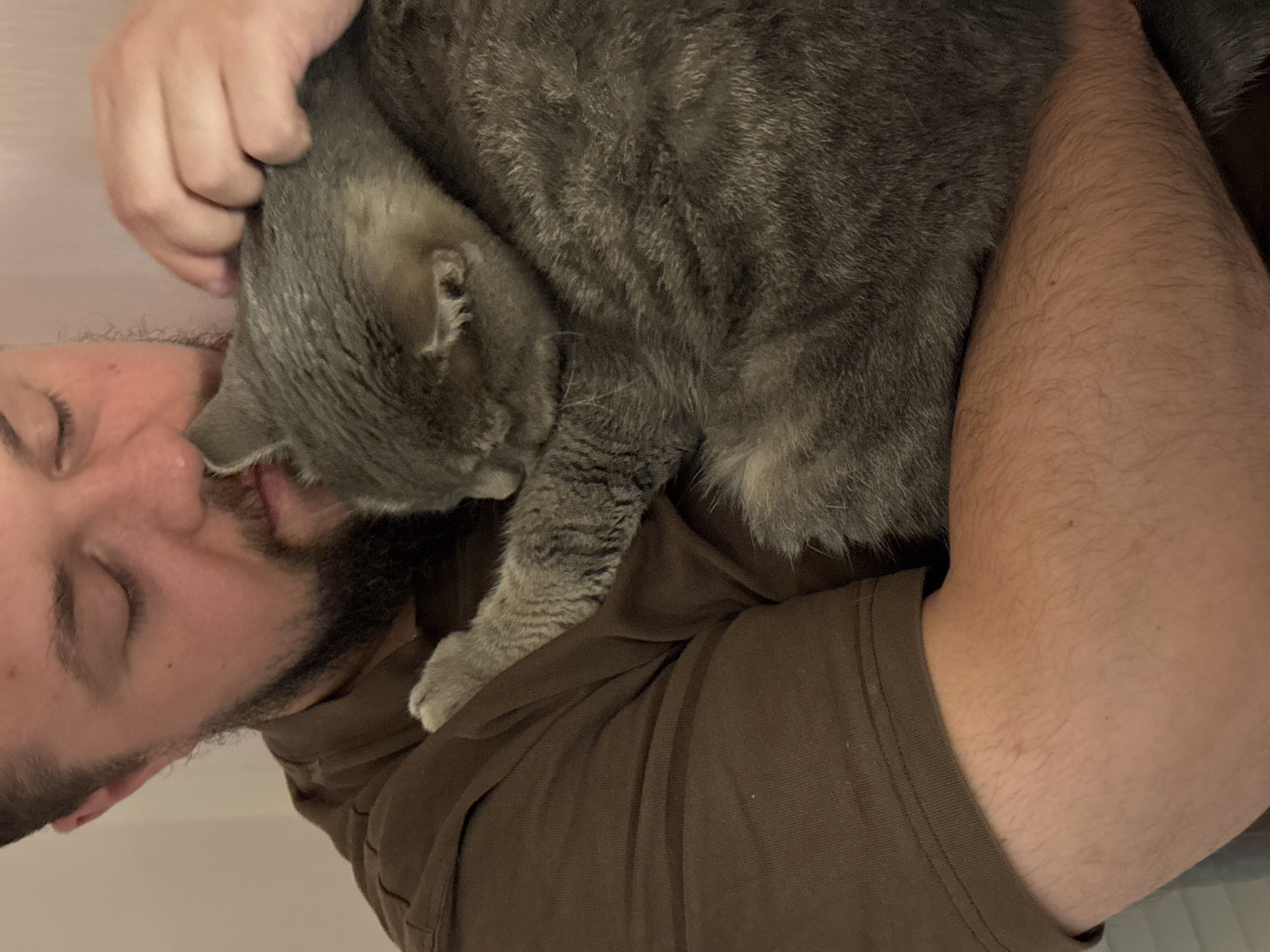 A close-up, waist-up shot shows a man with a beard and closed eyes holding a gray cat. The man is wearing a brown t-shirt, and his left arm is visible, partially obscured by the cat. His right hand is gently stroking the cat's head. The cat is curled up, with its head nestled against the man's chest, and its paws are visible. The background is a plain, light-colored wall. The lighting is soft and warm. The image appears to be taken indoors. This image does not depict a location in the city of Vladimir, Russia.