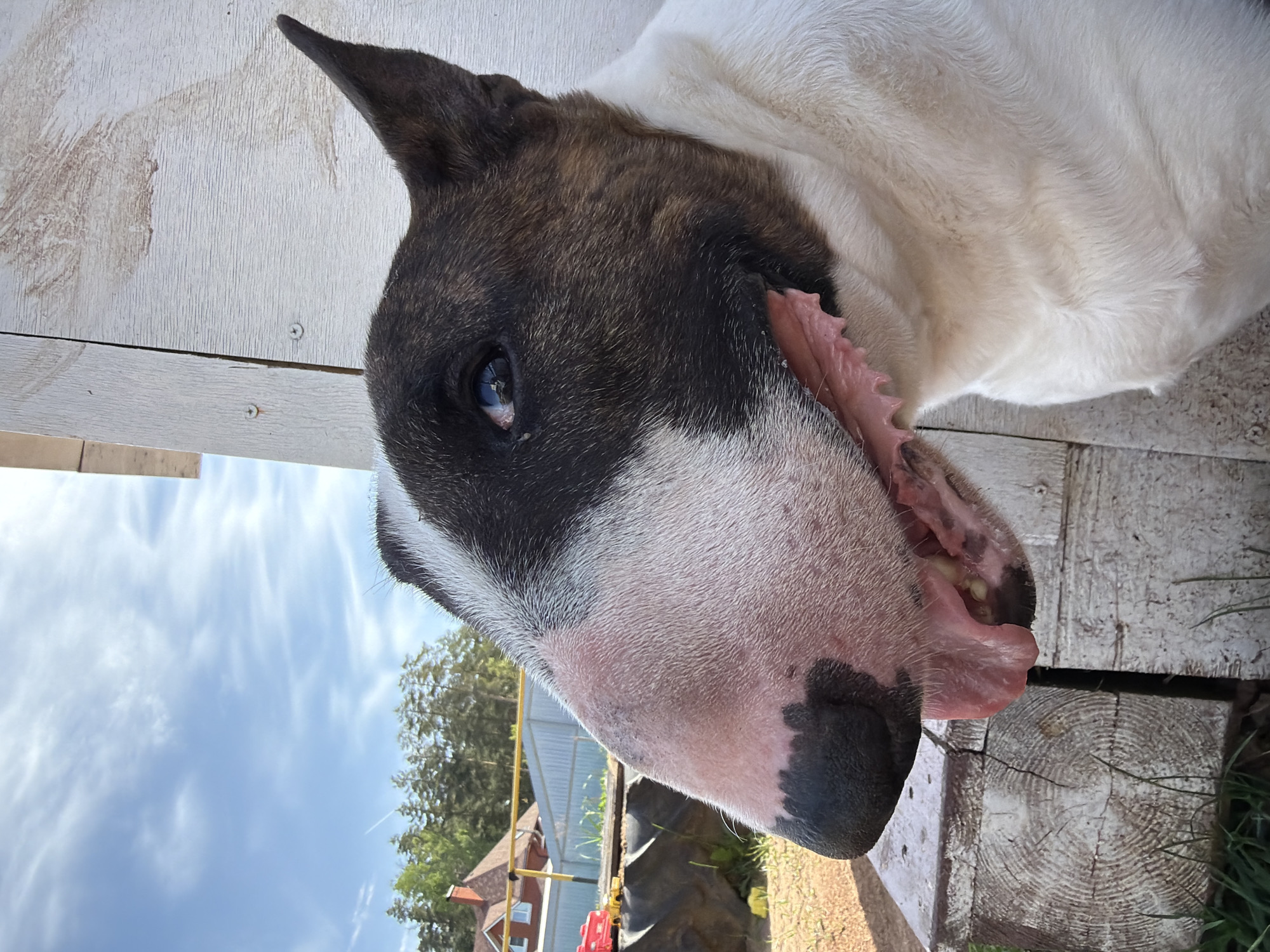 A close-up, rotated image shows a Bull Terrier dog with dark brown and white fur. The dog's head is predominantly pinkish-white, with a black nose and brown patches around the eye and ear. The ear is erect and pointed. Part of the dog's mouth is visible, showing pink gums and teeth.
The background includes a wooden fence and a view of the sky. In the lower portion of the image, there's a glimpse of a building with a red roof and what appears to be green vegetation. Adjacent to the building, part of a black tire and some red object are visible.
The location cannot be independently verified as Chaikovsky, Russia, based on the visual content alone.