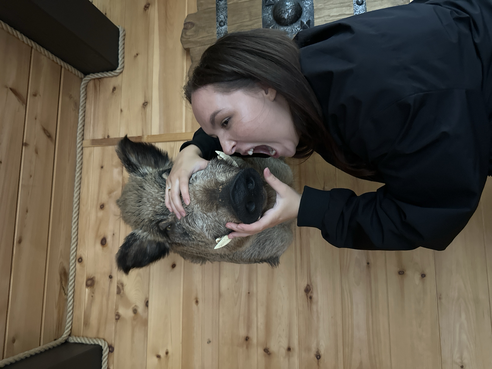 A young woman with dark hair wears a black jacket and leans towards a taxidermied wild boar's head, which is mounted on a wooden wall. She is biting down on one of the boar's tusks, her mouth open in a playful or aggressive gesture. Her left hand is supporting the boar's snout, while her right hand is near its mouth. The boar has coarse gray and brown fur, large ears, and prominent tusks. The background is a rustic wooden wall, with a dark horizontal beam and rope detailing visible along the edges. The lighting suggests an indoor setting, possibly a lodge or a themed exhibition. The overall tone is humorous and slightly unsettling due to the woman's interaction with the animal's head. The location is identified as Karsha, Russia.