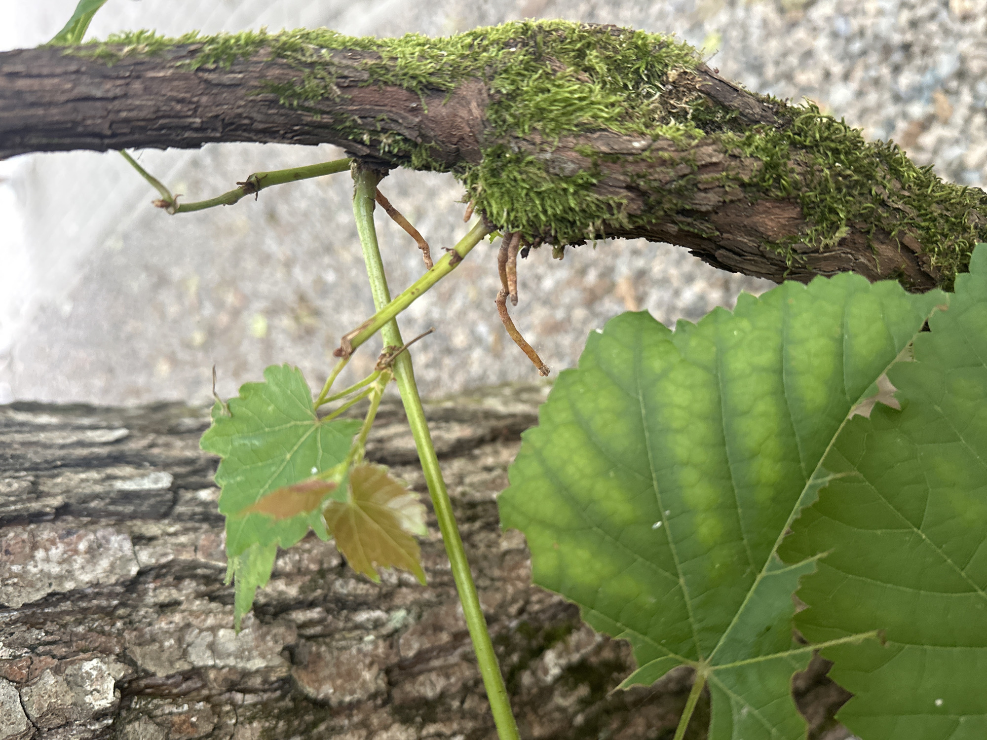 This close-up, eye-level, outdoor shot captures a detailed view of a tree trunk and a vine. The tree trunk on the left has rough, textured bark in shades of gray and brown. A green vine with several leaves is growing across the trunk and extending to the right. The vine has thin, green stems, some of which are beginning to turn brown and develop small, twig-like structures. Several leaves are visible on the vine, including a large, vibrant green leaf in the foreground with prominent veins. Some smaller, lighter green and reddish-tinged leaves are also present, suggesting new growth.
The vine itself is wrapped around a second, thicker branch on the right side of the frame. This branch is also covered in rough, brown bark and is heavily coated in bright green moss. The moss appears dense and healthy, clinging to the textured surface of the branch. The background is blurred, showing a gray, gravelly surface that could be a path or ground cover. The overall lighting is soft, indicating an overcast or shaded environment.
The scene is devoid of human presence and any discernible activity. The focus is entirely on the textures and forms of the natural elements. The location is identified as Bol'shoi Kichmai, Russia.