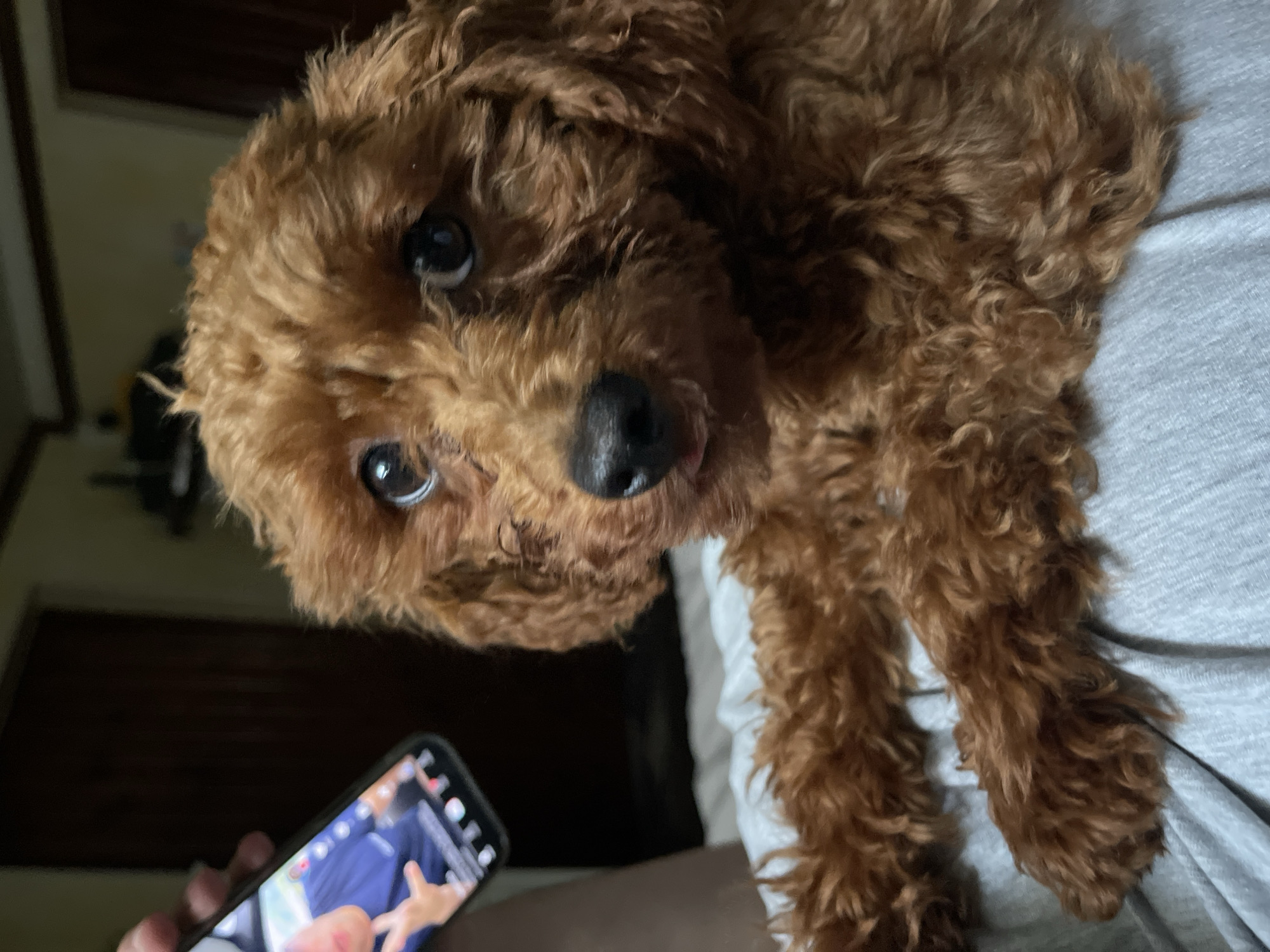 A small, reddish-brown, curly-haired dog, possibly a Toy Poodle or similar breed, is the central subject of the image. The dog has large, dark, expressive eyes and a black nose, and its head is tilted slightly as it looks directly at the camera with a gentle and curious expression. Its fur appears soft and well-groomed.
The dog is resting on or next to a person, whose body is partially visible, clad in light grey, possibly a t-shirt or blanket. In the foreground, a human hand holds a black smartphone. The phone's screen displays an image or video of a person wearing a blue shirt, with their hand raised in a gesture. App icons and a status bar are faintly visible at the top of the phone screen, but no specific text is legible.
The setting appears to be indoors, likely a home, suggested by the casual attire and the dog's relaxed posture. The background is dimly lit and out of focus, showing dark wooden surfaces or furniture and a lighter wall section. The overall atmosphere is intimate and calm. The provided location context is Sofia, Bulgaria, though no visual cues in the image confirm this.