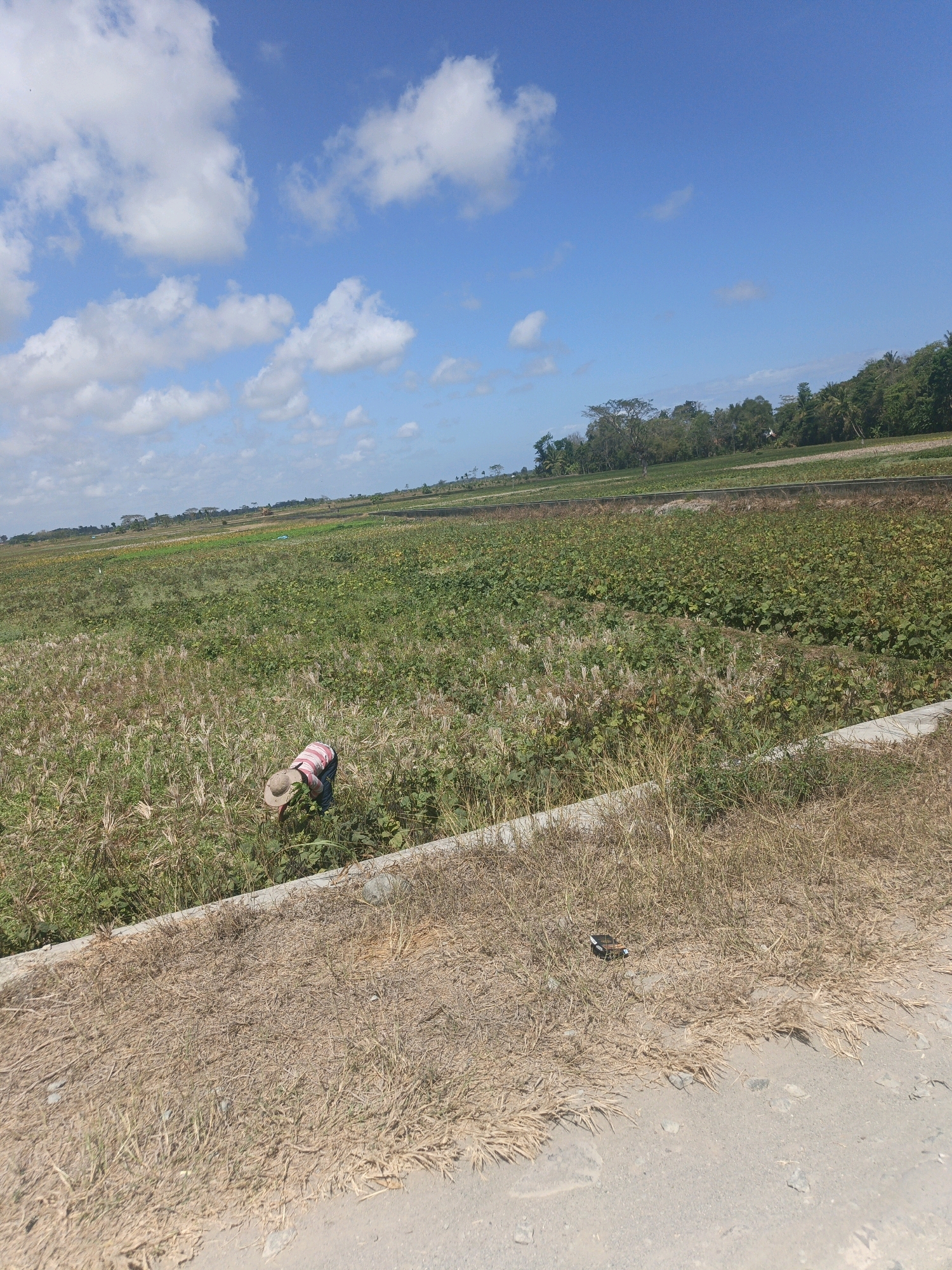 A lone farmer wearing a straw hat and a pink and white striped shirt is seen tending to crops in a vast, sunlit field under a bright blue sky dotted with fluffy white clouds. The field is a mix of green plants and dry, straw-like vegetation. In the background, more fields stretch out towards a line of trees and a gentle hill. The scene appears to be set in a rural area, possibly on the outskirts of Kamulyan, Indonesia, indicated by the extensive agricultural land and the natural landscape. A concrete embankment runs along the edge of the field, separating it from a dry, dusty path in the foreground.