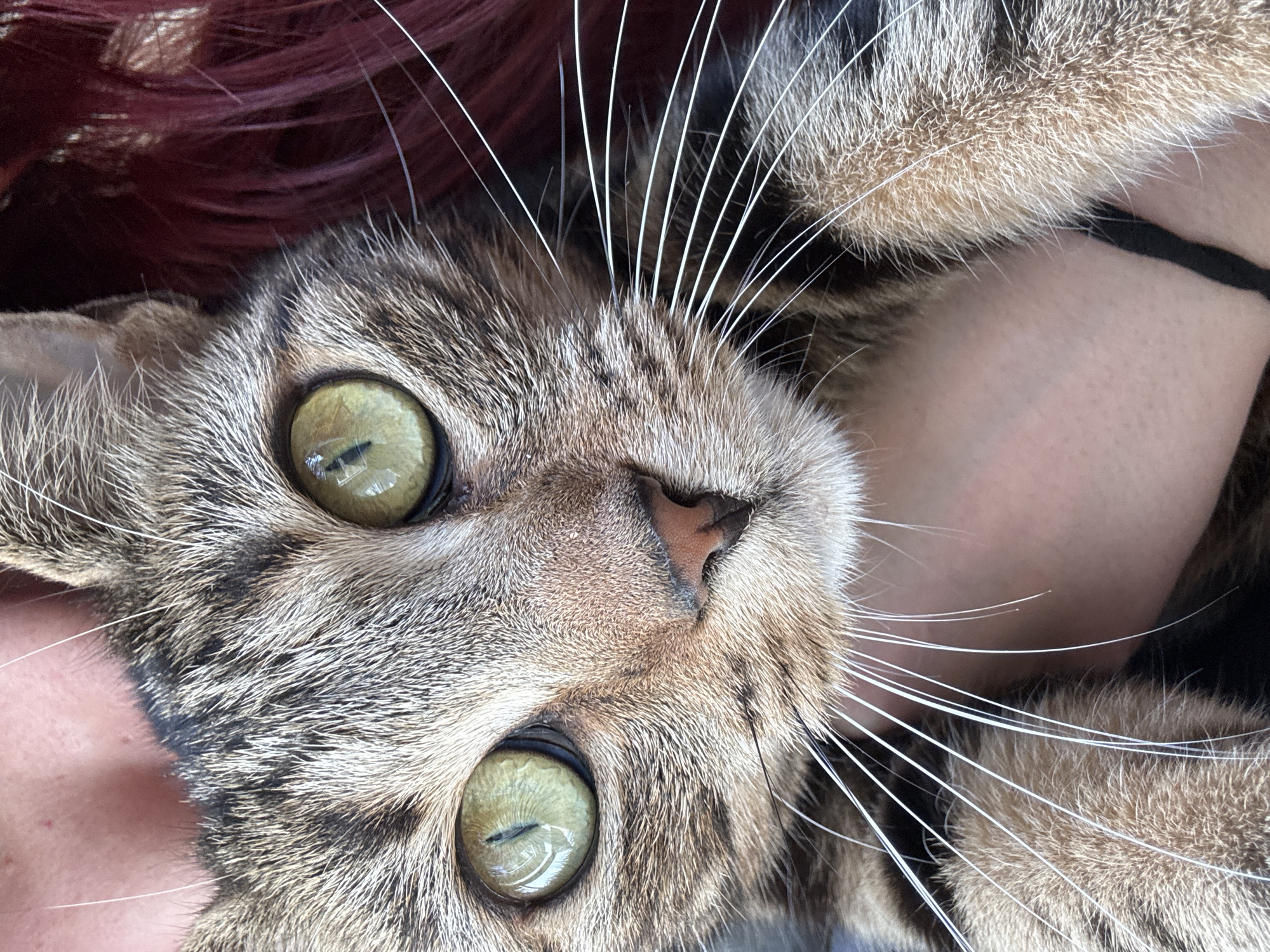A close-up shot depicts a tabby cat with striking green eyes. The cat's face is the central focus, with its fur displaying a mix of brown and grey stripes. Prominent white whiskers extend from its cheeks. Part of a person is visible, including pink skin and dark red hair in the upper left corner, suggesting the cat is being held or lying on someone. A black strap is visible near the cat's paw in the upper-right corner. The environment or location is not identifiable as Desborough, United Kingdom from the information provided.