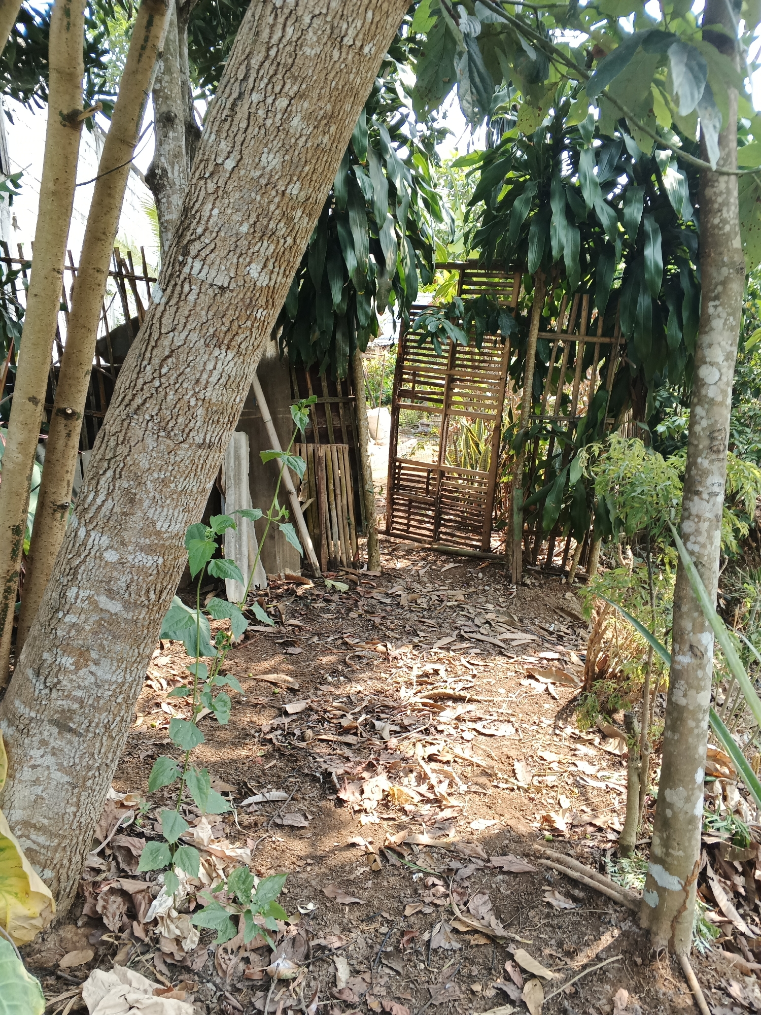 The image shows an outdoor scene in what appears to be a rural area, possibly Warungkiara, Indonesia. In the foreground, there are several trees with rough bark, one of which dominates the left side of the frame. The ground is covered with dry leaves and soil, with some scattered debris. Behind the trees, a rustic wooden gate or fence structure is visible, made of loosely spaced wooden slats. Lush green foliage from various plants and trees surrounds the gate. The sunlight casts shadows on the ground, indicating it is daytime. There are no people or animals present in the image.