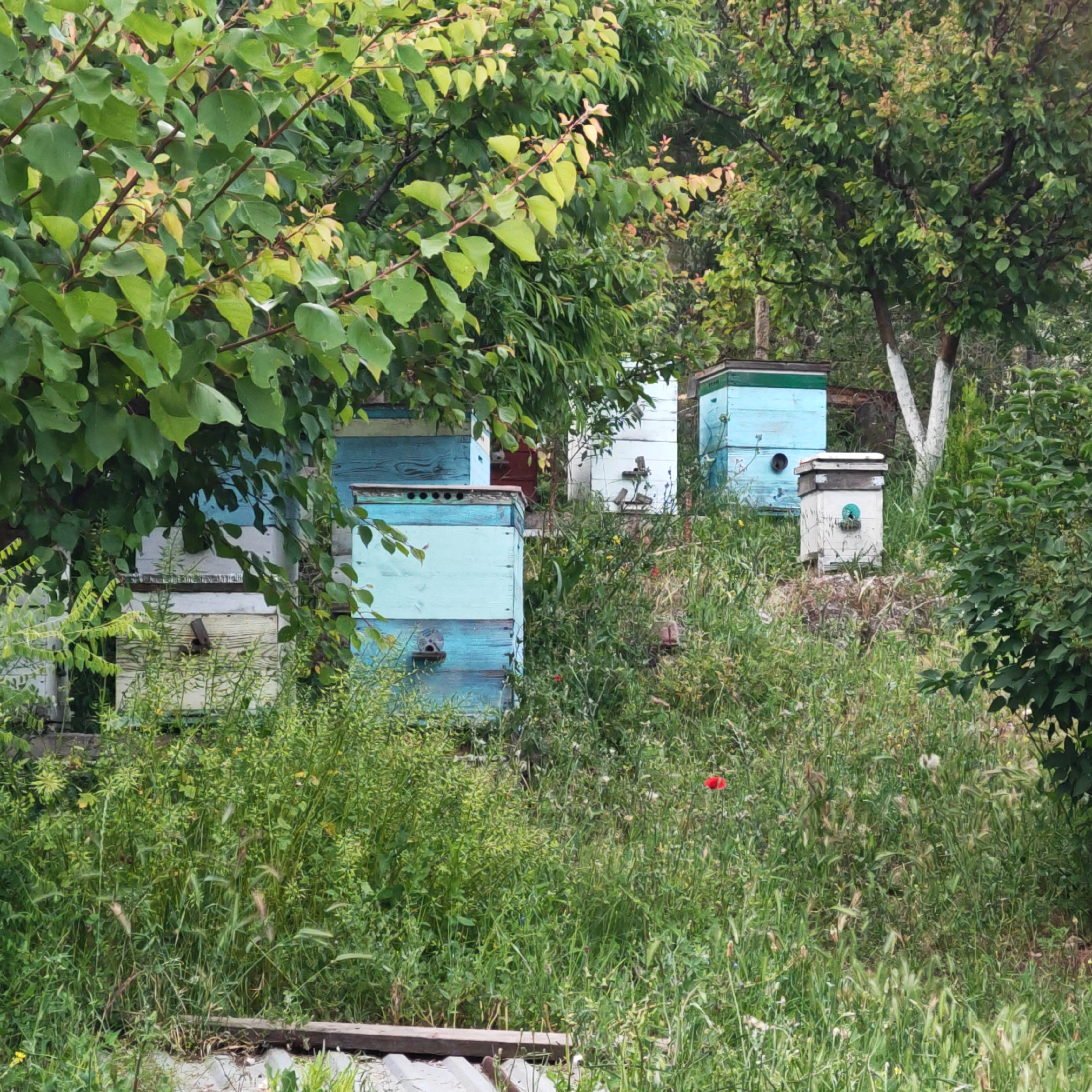 An apiary is depicted in a lush, overgrown garden or yard, featuring multiple wooden beehives nestled among dense green vegetation. The beehives are primarily painted in light blue and white, with some having dark green roofs or accents, and several include small circular entrances. They are scattered across the scene, with some peeking out from behind a leafy tree in the foreground and others situated further back on a slight incline, partially obscured by tall grasses and bushes.
The scene is dominated by a variety of green plants, including the broad leaves of an overhead tree that casts dappled shade, and wild, unkempt grasses and other green foliage in the foreground and mid-ground. A vibrant red poppy flower stands out amidst the green in the lower-middle section of the image. On the right side, a tree trunk, partially painted white, is visible.
The image is captured during the daytime under bright, even lighting, suggesting clear or overcast weather. No human activity is visible, but the arrangement of the beehives indicates an active or recently active beekeeping operation. The overall impression is one of a peaceful, natural, and somewhat rustic outdoor setting. There is no visible text in the image. This scene is located in городское поселение Щелкино, Ukraine.