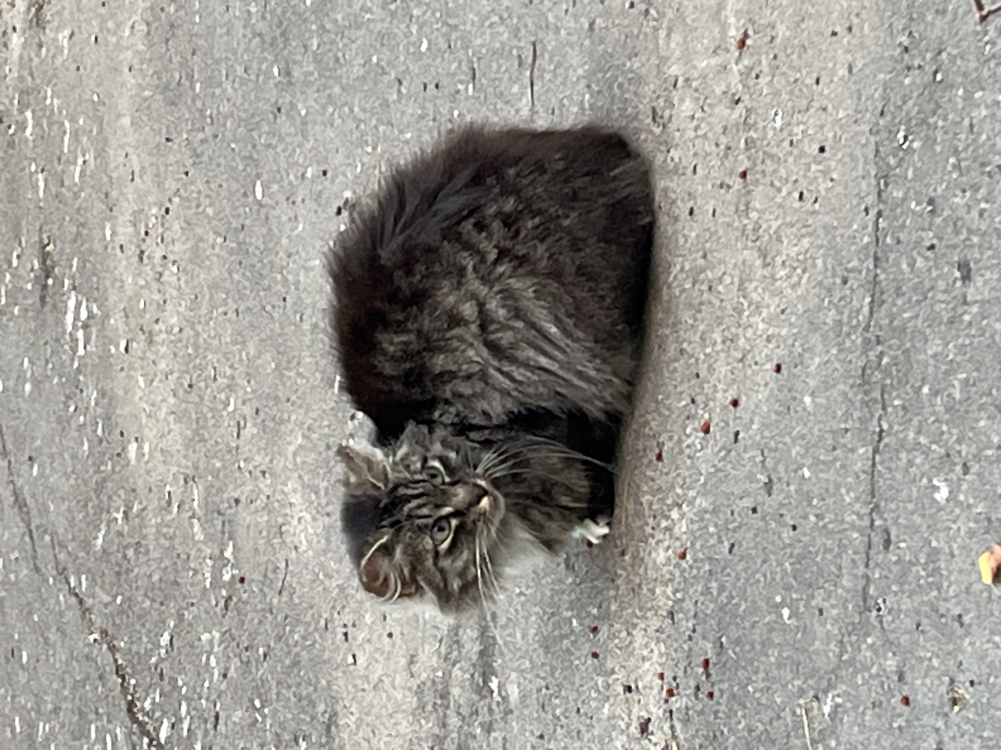 A long-haired tabby cat is sitting on a paved surface. The cat is facing left, with its body turned slightly towards the camera. It has grey and black stripes on its fur and a white patch on its chest. The cat's tail is not visible. The paved surface appears to be asphalt or concrete, with some small red debris scattered across it. The background is out of focus, but appears to be more of the same paved surface. The image was taken in Brest, Belarus.