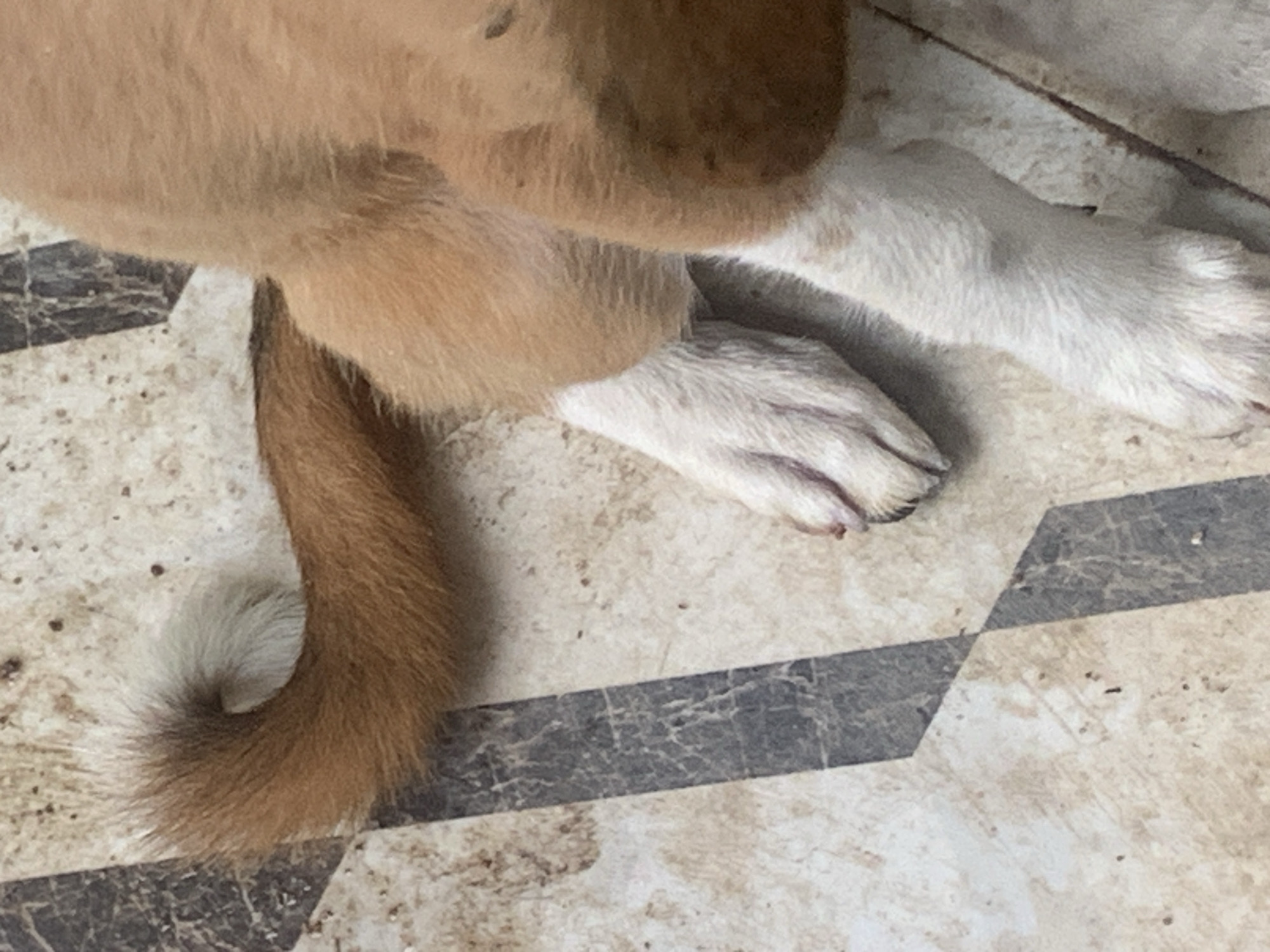 A close-up shot shows the hindquarters and tail of a tan and white dog lying on a tiled floor. The dog's tail is curled upwards, and its hind legs are extended. The tiled floor has a pattern of beige and dark gray diamond shapes. The scene is indoors, and the lighting is natural. No people are visible in the image. The image was taken in Jauro Yinu, Nigeria.