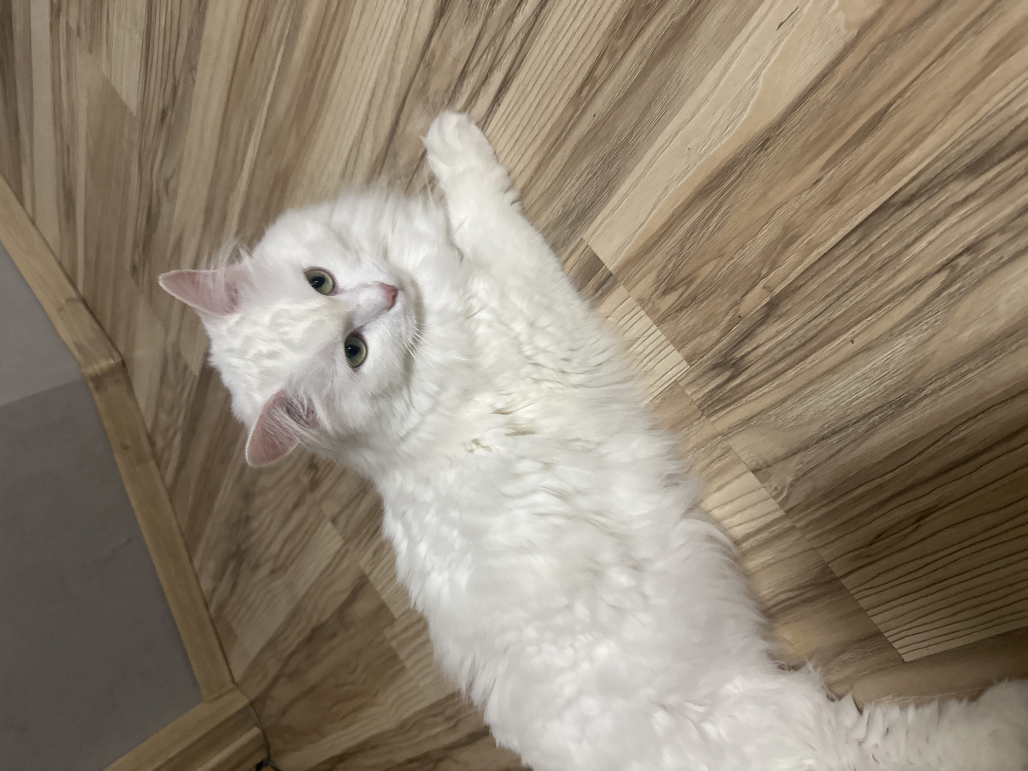 A long-haired white cat with green eyes lies on a wooden floor. The cat's fur appears fluffy and somewhat curly. The floor is made of light brown wooden planks with a visible grain pattern. The background shows a wall with a light gray surface and a wooden baseboard. The scene is indoors, and there are no people or other animals visible. The lighting suggests an indoor setting with artificial light. The provided crops show close-ups of the cat's ear and face, its body, and the wooden floor, all consistent with the main image. There is no information available in the image or provided crops to determine the cat's location within the city of Omsk, Russia.