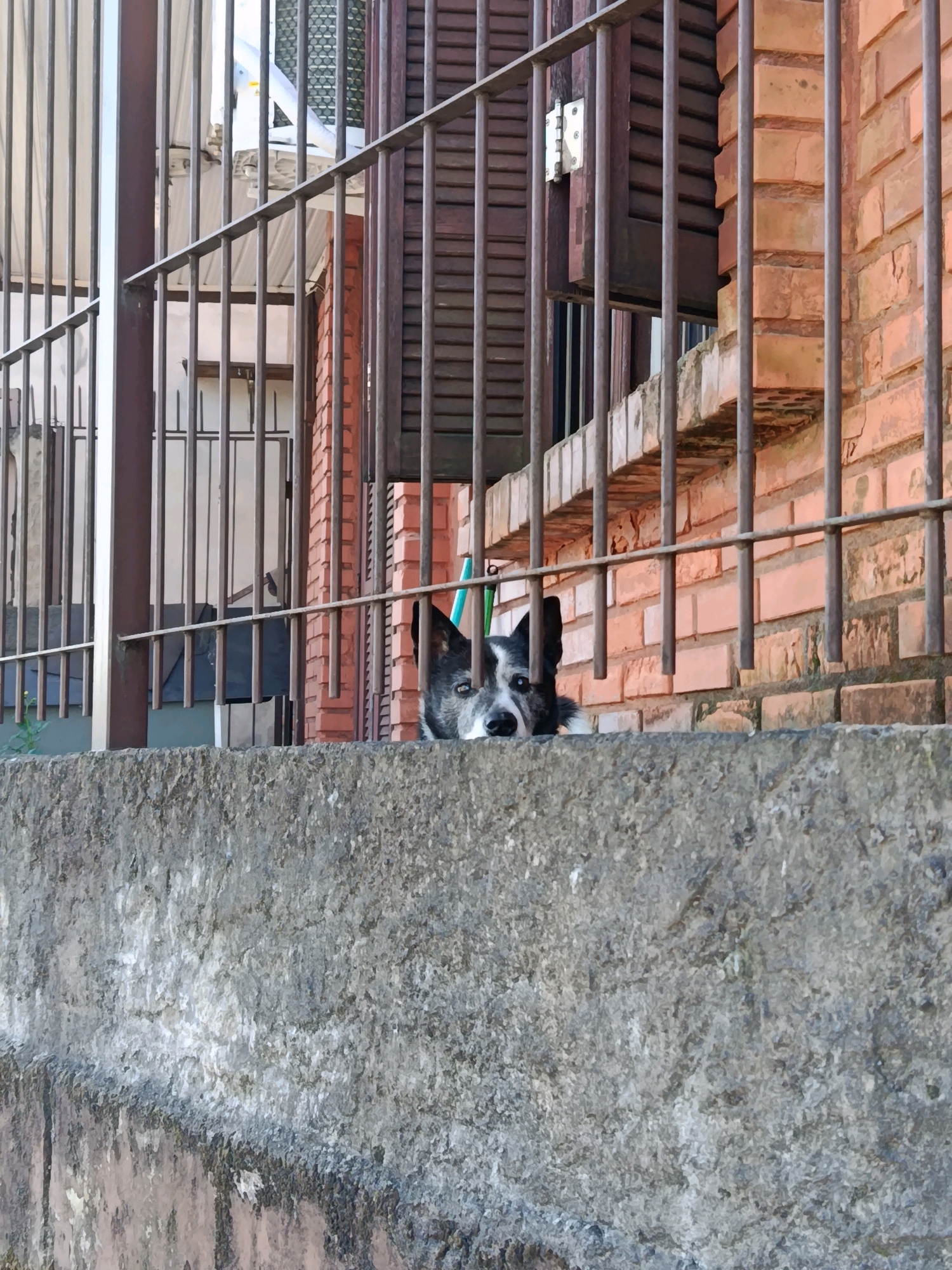 A black and white dog is peeking over a concrete wall in front of a metal fence. The fence is attached to a brick building. The scene is likely outdoors, and the dog appears to be in a residential area. The image does not contain specific geographical markers to determine its location within Caxias do Sul, Brazil.