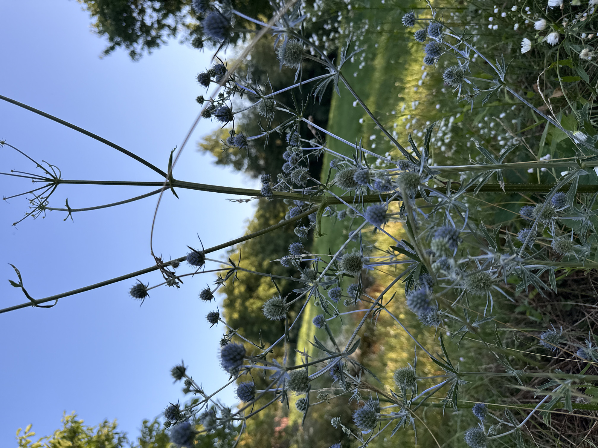 A close-up, low-angle shot focuses on several blue thistle-like plants with spiky leaves and spherical flower heads. The plants are in the foreground, with their stalks and branches extending upwards and outwards. In the background, a green grassy field is visible, with trees and foliage beyond, all bathed in the warm light of a clear blue sky. The overall setting is outdoors, suggesting a natural or garden environment. There are no people or animals present in the frame.