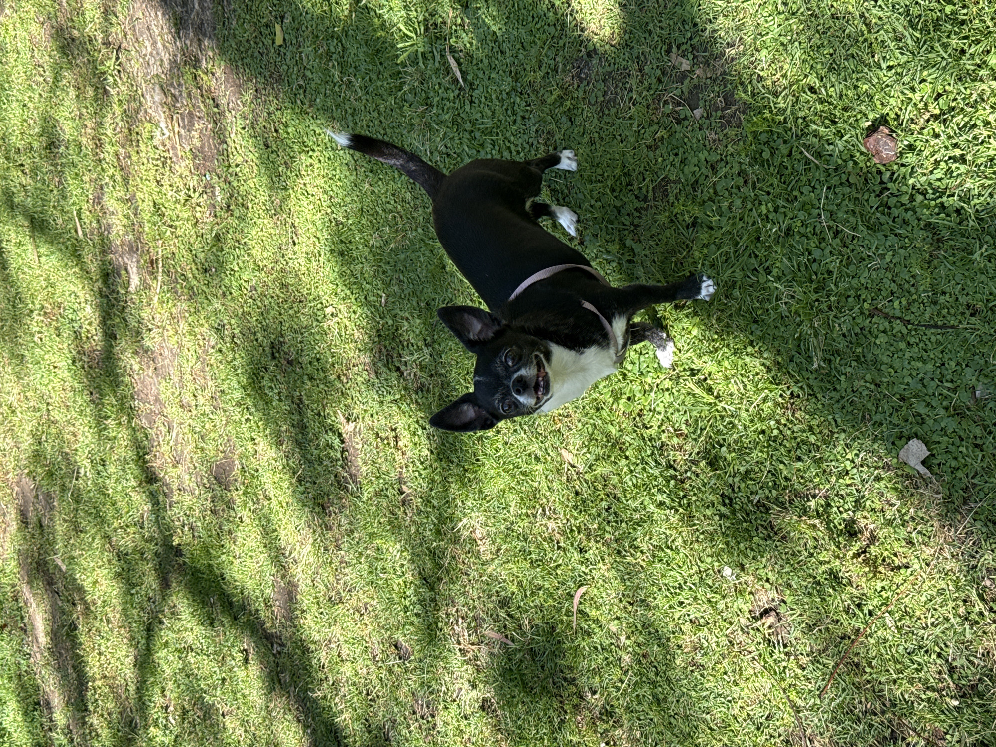 A black and white dog is lying on its back in a patch of green grass. The dog is wearing a pink harness. The dog's tail is white-tipped. The grass appears to be a mix of lawn grass and clover-like plants. Shadows from trees fall across the grass. The location of this image is unknown, and is not necessarily in Tel-Aviv, Israel.