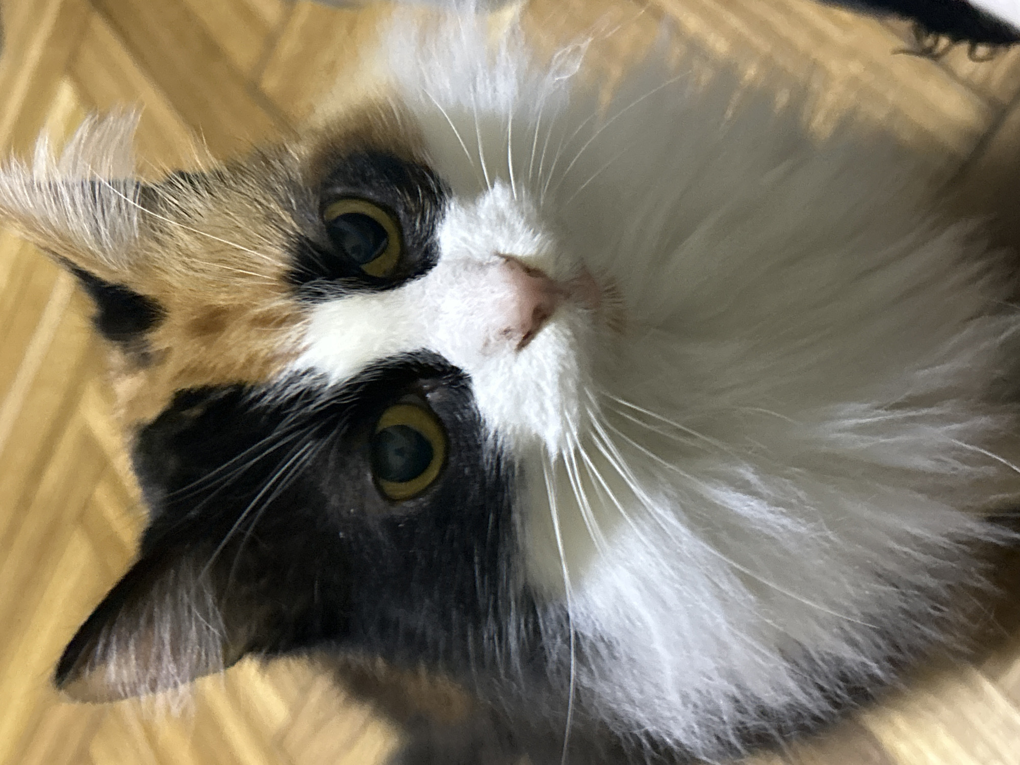 A calico cat with long fur and yellow eyes is looking directly at the camera. The cat's fur is a mix of black, white, orange, and brown. Its face is mostly white with black and orange patches around its eyes and ears. The cat is positioned in the center of the frame, with its head and upper body visible. The background is a wooden floor with a parquet pattern. The image appears to be taken indoors, likely in a residential setting. There is no discernible information about the location in the city of Buenos Aires, Argentina.
