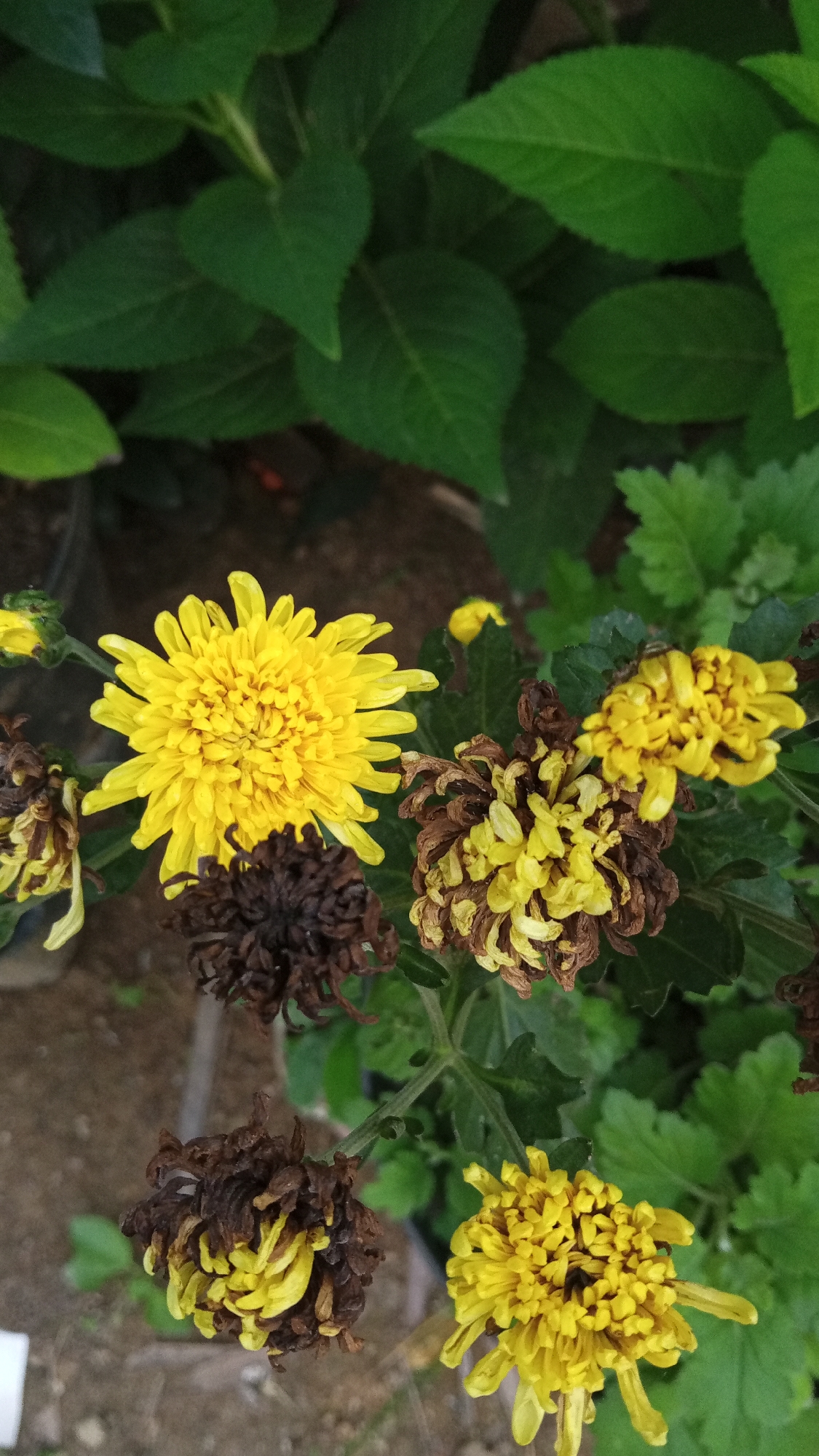 The image shows a close-up view of several chrysanthemum flowers, some of which are in bloom and vibrant yellow, while others are wilting and brown. The blooming flowers have numerous delicate, thin petals radiating outwards from a central disc. In contrast, the wilted flowers appear shriveled and darkened, with their petals curled and dried. The setting appears to be outdoors, with lush green foliage forming a backdrop. The ground beneath the flowers is visible as a muted brown, possibly soil or mulch. The lighting suggests it is daytime, with natural light illuminating the flowers and leaves. There are no people or specific objects apart from the flowers and greenery. The image captures a transitional stage of the flowers' life cycle, showcasing both their beauty in bloom and their decay. The context provided indicates the location is Palohpanyang, Indonesia. There is no visible text in the image.