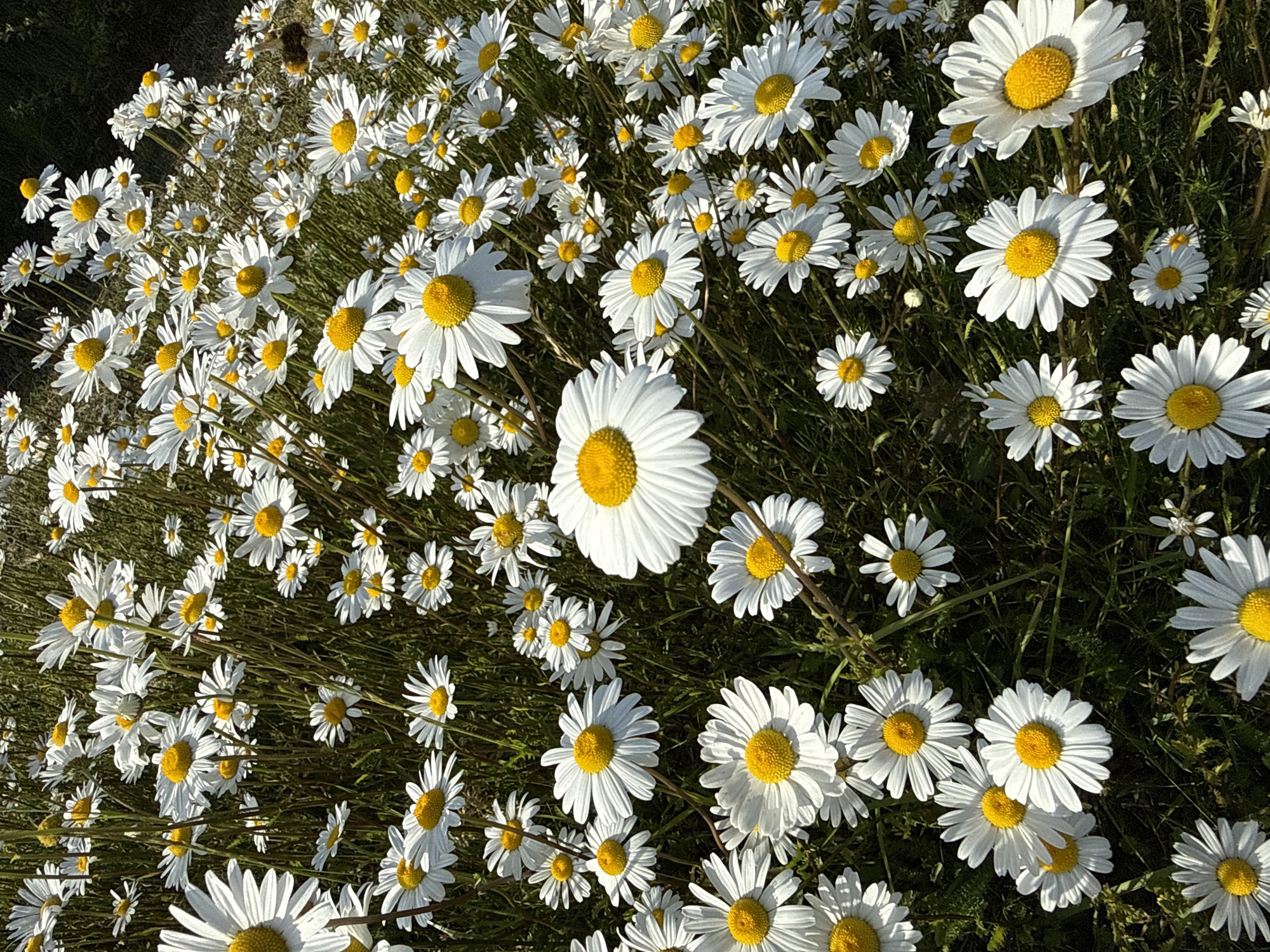 The image depicts a field of white daisies with yellow centers in bright sunlight. The flowers are densely packed together, creating a lush, vibrant scene. The background appears to be grassy, indicating an outdoor setting. The image does not show any discernible features suggesting a specific location or people, subjects, actions, interactions, or the environment in Great Yarmouth, United Kingdom.