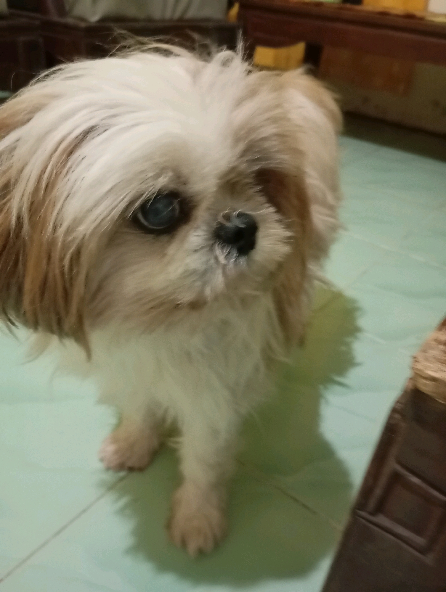 The image shows a Shih Tzu dog standing on a light green tiled floor. The dog has white and tan fur and is facing forward, with its left eye appearing clouded or discolored. The background is blurred, but it seems to be an indoor setting with furniture visible, possibly a wooden table and chairs. To the right of the dog, a portion of a dark brown object with carved detailing is visible, which could be part of a piece of furniture or an decorative item. The lighting in the image is dim, creating soft shadows. This scene appears to be from a residential interior in Balikpapan, Indonesia, given the context provided.