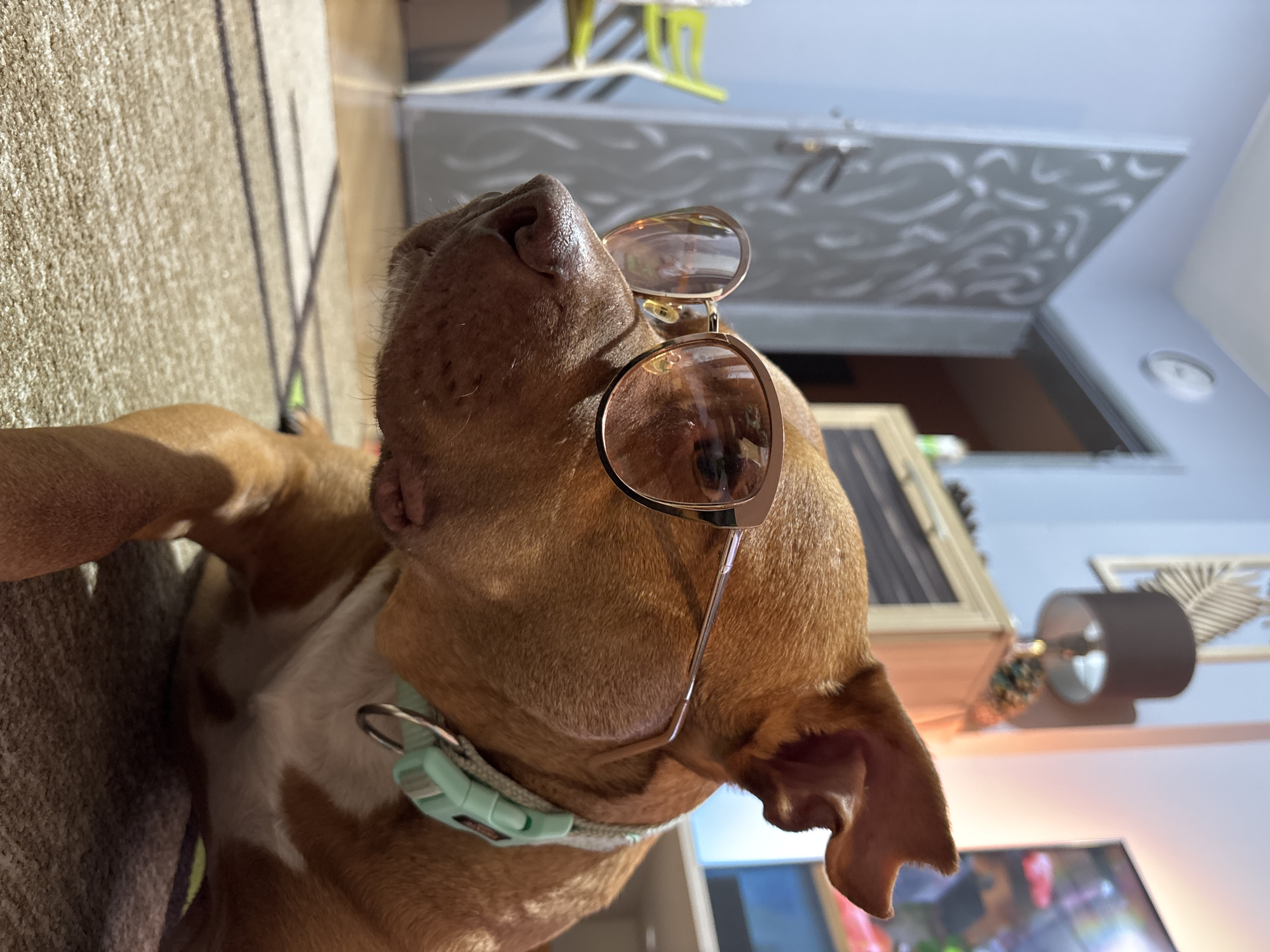 A light-brown dog, possibly a pit bull or a similar breed, is captured in a close-up, upward-facing shot indoors. The dog wears a light teal collar with a plastic buckle. A pair of stylish, round-lensed sunglasses with thin, light-colored frames rests humorously on its nose and forehead, with the lenses angled upwards, reflecting some of the bright surroundings. The dog's fur is well-lit, indicating natural daylight.
The setting appears to be a cozy home environment, likely a living room, in Sofia, Bulgaria. The dog seems to be resting on a textured rug or carpet with a linear pattern. In the background, elements of a home interior are visible: a light-colored door or cabinet with an abstract, swirling pattern, a shelf holding decorative items including a small lamp with a dark shade, wooden accents, and possibly some pine cones. A bright yellow-green object is faintly visible in the deeper background, and a television screen displaying colorful content can be seen in the lower right. The overall atmosphere is playful and charming, capturing a relaxed moment of the dog. No visible text is present in the image.