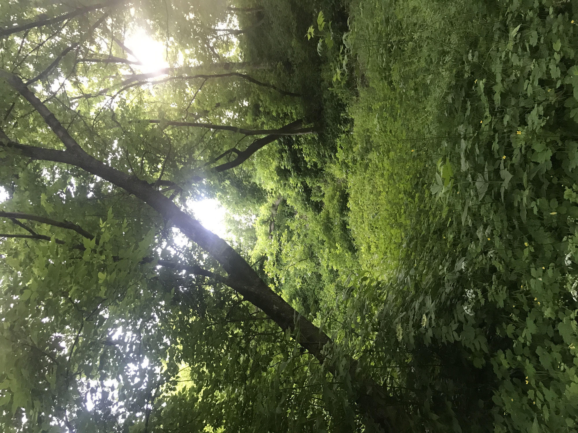 The image displays a vibrant, green natural scene, likely a dense forest or woodland. A prominent tree trunk cuts diagonally across the frame from the lower-left towards the upper-right, its robust branches extending further into the upper portion. These branches are heavily laden with lush, green leaves, creating a thick canopy. Bright sunlight streams intensely from the upper-left corner, piercing through the foliage and creating noticeable sunbeams and a dappled lighting effect across the leaves.
The right half of the image is dominated by dense, verdant undergrowth and smaller plants, forming a rich wall of vegetation that extends into the background. Within this abundant foliage, subtle hints of small yellow and white flowers are scattered, adding minor pops of color to the overwhelming green.
There are no people, animals, or man-made structures visible, emphasizing the untouched natural environment. The scene appears peaceful and serene, conveying the beauty of a sun-dappled woodland. The bright light suggests it is daytime with clear, sunny weather. This natural setting is consistent with areas found in or around Kharkiv, Ukraine. No visible text is present.