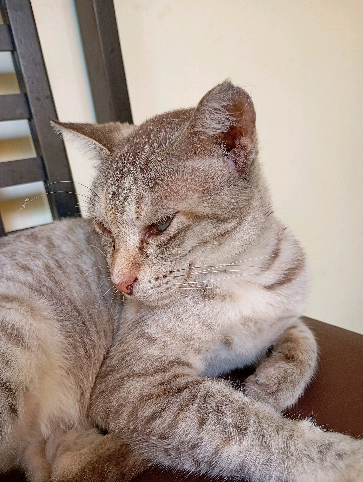 A domestic shorthair cat with grey and white tabby markings lies on a brown surface, likely a chair. The cat is facing left with its head turned downwards. Its eyes are partially closed, and its nose is pink. Behind the cat, a dark wooden chair back is visible, with a plain, light-colored wall in the background. The image does not provide any information about the city of Balikpapan, Indonesia.