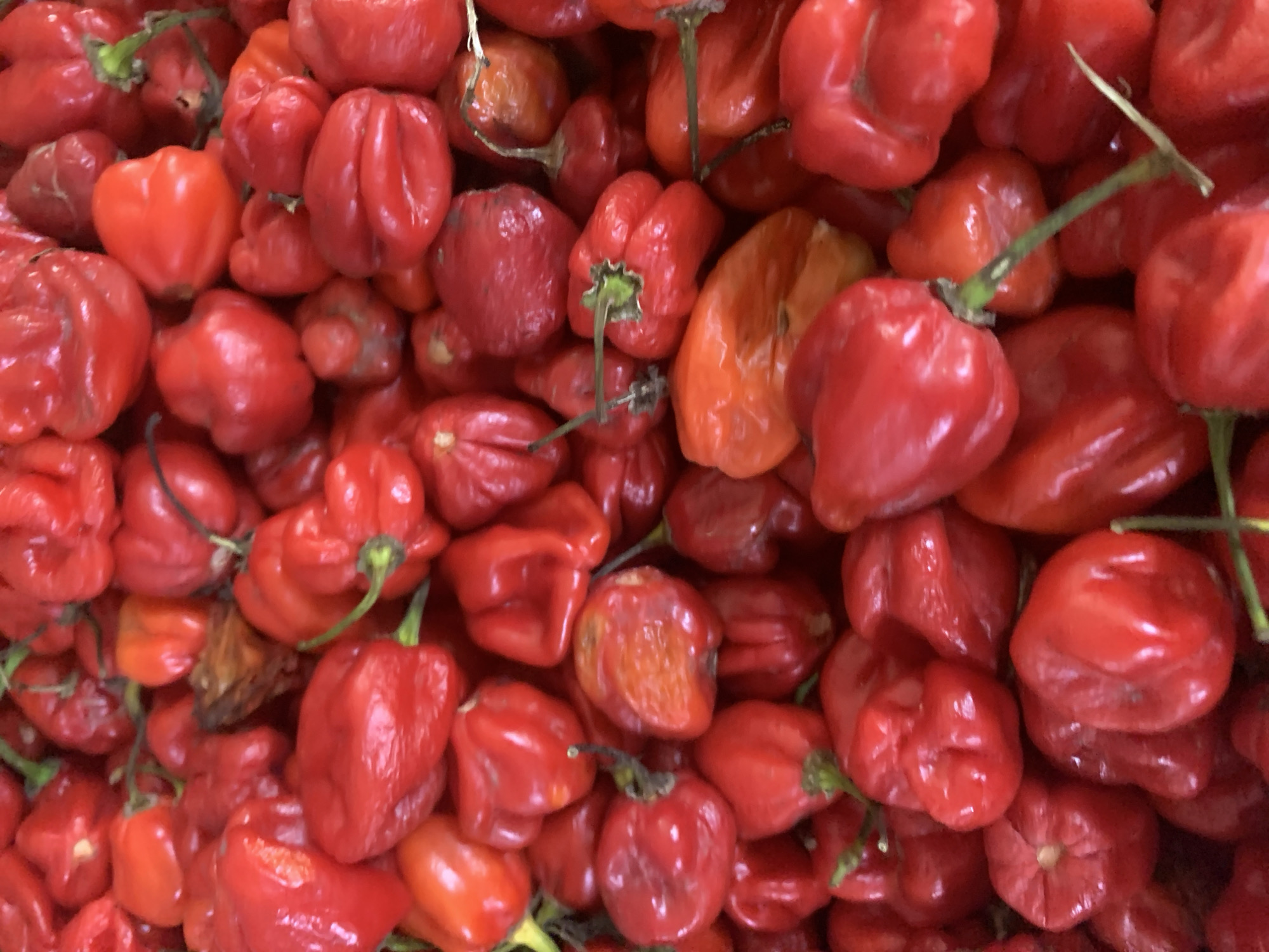 A close-up, overhead shot displays a pile of bright red habanero peppers. The peppers are tightly packed together, with some showing their stems and others appearing to have been cut. Their wrinkled surfaces and varied shapes are visible, creating a textured display. The lighting is bright and even, highlighting the vibrant red color of the peppers and casting subtle shadows between them. The background is filled with more of the same peppers, suggesting a large quantity. The scene is static, with no visible action or people. The environment appears to be a market stall or a display for sale, with the peppers being the sole focus. The image lacks any specific location markers, making it impossible to determine the city or country.