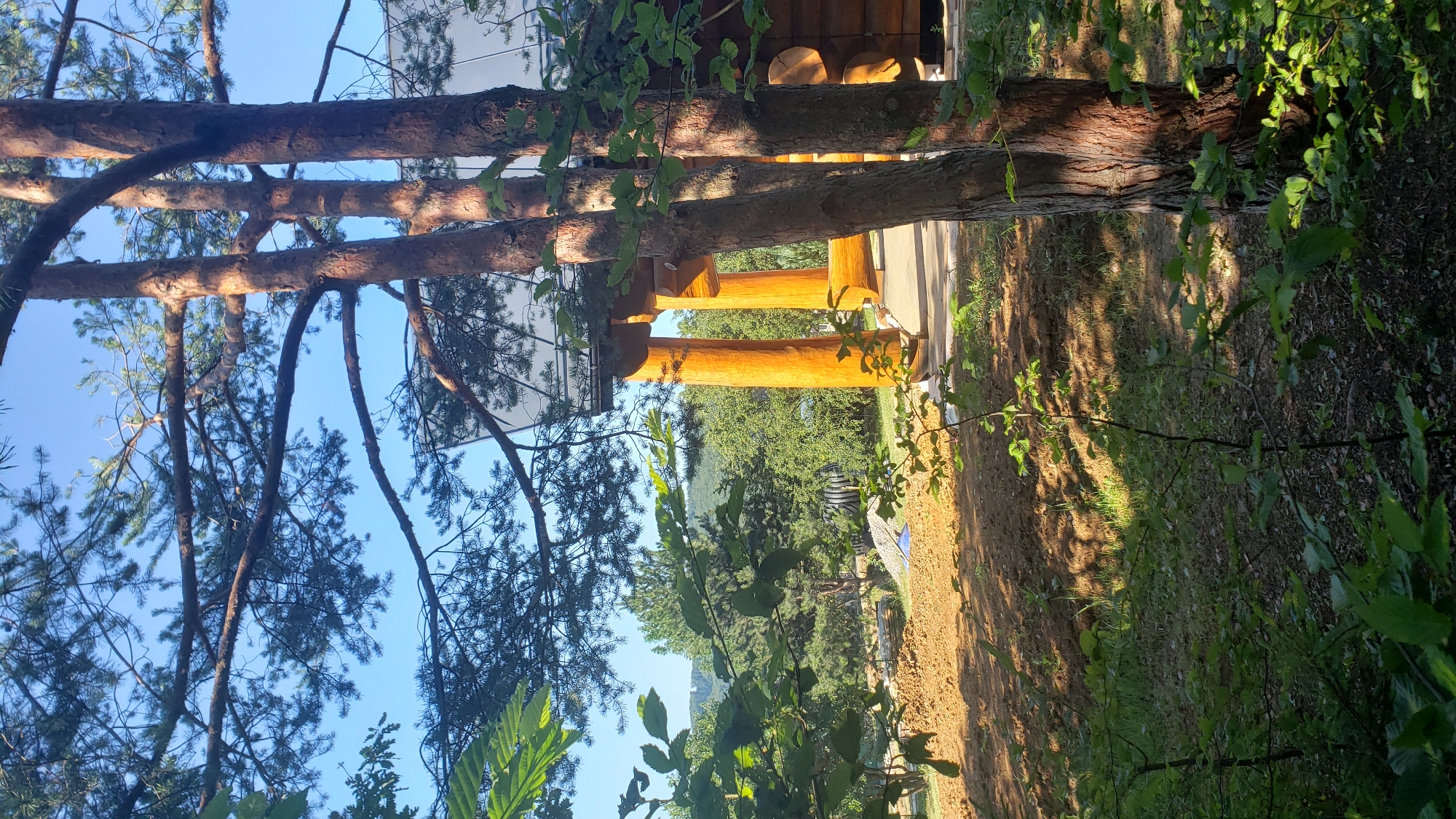 The image captures a sun-drenched outdoor scene, likely in a rural or semi-rural setting, given the presence of trees, a construction area, and a log cabin structure. In the foreground, lush green foliage from smaller trees and shrubs partially obscures the view. To the right, the rough bark of a mature pine tree is prominent.
Dominating the mid-ground and extending towards the right is a wooden cabin with large, rounded logs forming its walls and supporting posts for an overhead structure. These posts are smooth and appear to be treated with a warm, orange-toned stain. Sunlight highlights the textures of the wood. Behind the cabin, the roof is visible, characterized by a dark, possibly metal, material with a slightly reflective quality.
Further into the background, a cleared area of light brown soil suggests recent landscaping or construction activity. Some materials, possibly building supplies or debris, are stacked in this area, and a dark, cylindrical object, potentially a pipe or culvert, is partially visible. Beyond this, a dense forest of trees stretches across the landscape, culminating in rolling hills in the distance. The sky is a clear, bright blue, indicating a sunny day. The overall impression is one of a tranquil, natural environment with ongoing development. There is no indication of specific location in the city of Prešov, Slovakia.