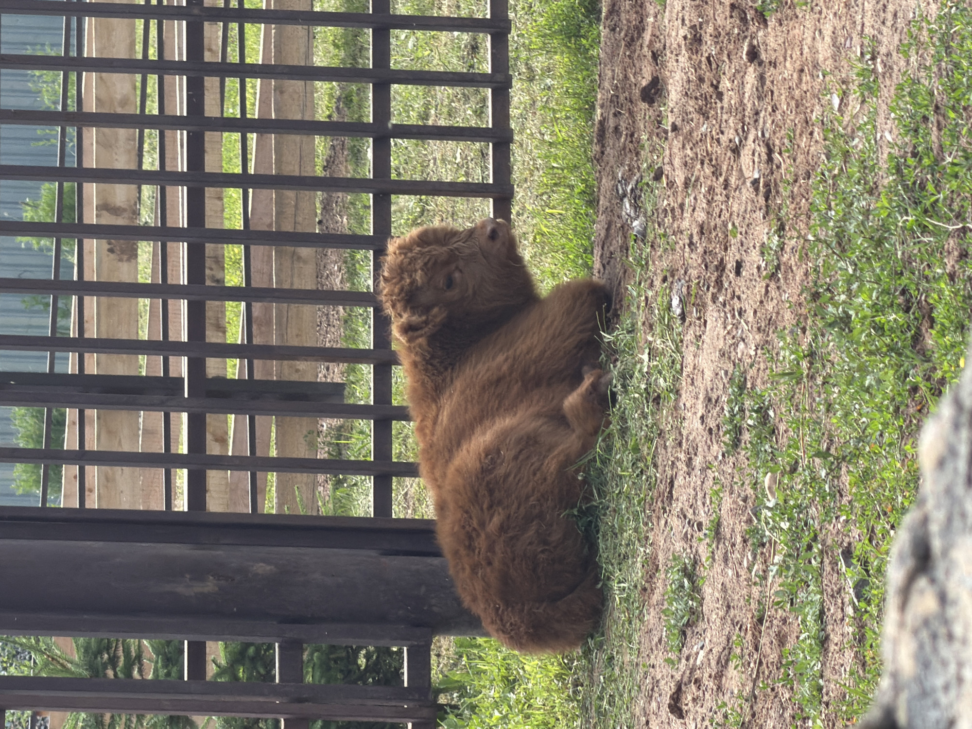 A young, fluffy brown animal, possibly a Highland cow calf, is lying down on a grassy area next to a dirt patch. The animal is curled up, with its head resting on its body, and appears to be relaxed or sleeping. To the left of the animal is a dark-colored wooden fence with horizontal and vertical slats, suggesting an enclosure or pen. Behind the fence, there are glimpses of greenery and what appears to be more wooden structures. The ground is a mix of dry dirt and green grass, with some sparse vegetation. The sunlight suggests it is daytime. The overall scene is naturalistic, hinting at an outdoor enclosure in a zoo or animal sanctuary. There is no visible text in the image.