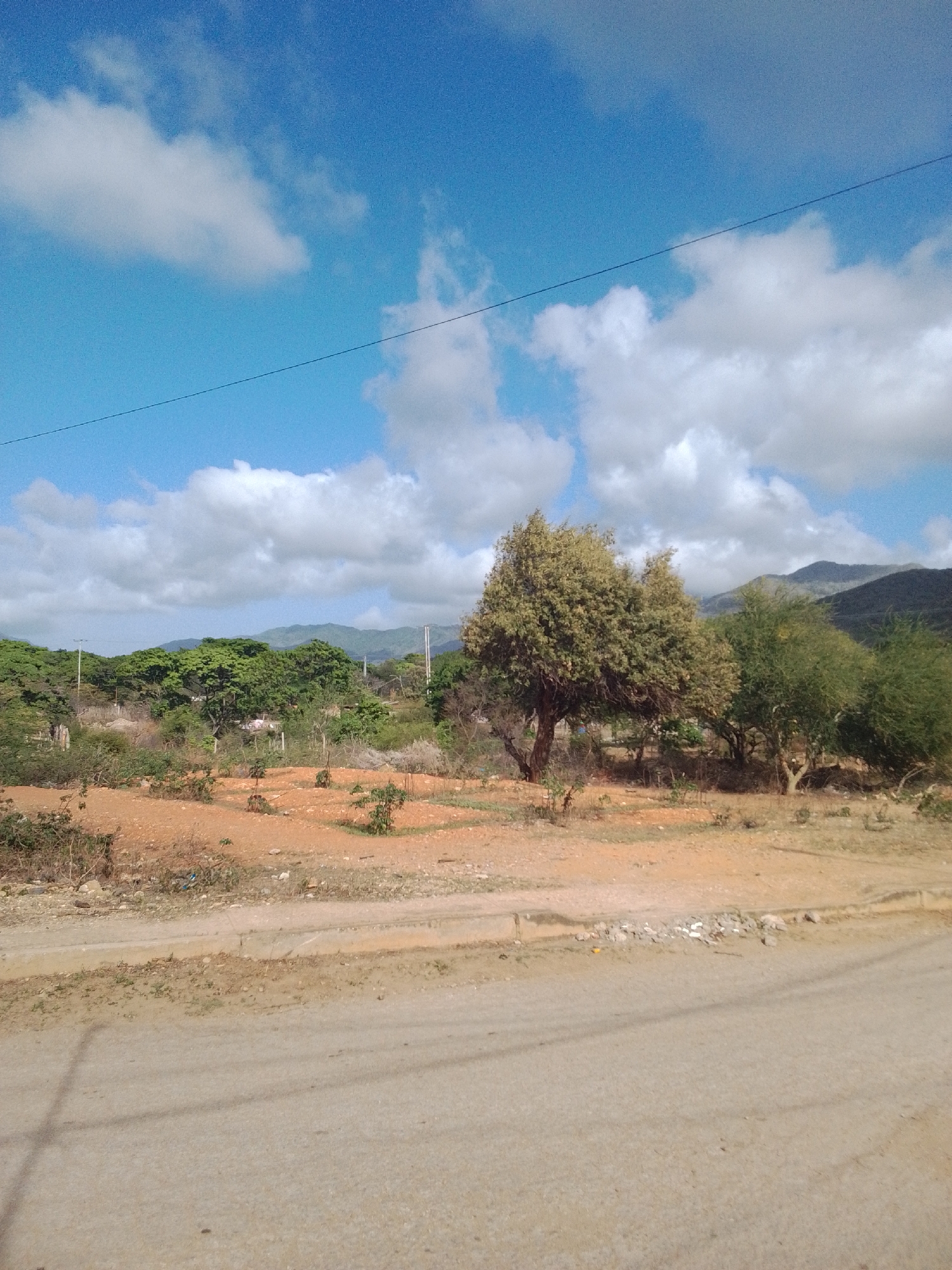 This image captures a rural landscape in La Tagua, Venezuela, under a bright, partly cloudy sky. The scene is dominated by a dirt road in the foreground, with a curb lined with debris and scattered rocks. Beyond the road, an area of reddish-brown, dry earth is visible, dotted with small, young trees and sparse vegetation, suggesting a cultivated or semi-developed plot.
Further back, a line of lush green trees forms a dense canopy, with some taller trees interspersed. A prominent, broad-leafed tree with a full, bushy crown stands out in the mid-ground, its leaves a vibrant green. Behind this line of trees, distant, hazy mountains form a picturesque backdrop, their slopes softened by the atmosphere.
The sky is a brilliant blue, with scattered white, fluffy clouds, indicative of a fair weather day, likely during daylight hours. The overall impression is one of a serene, somewhat arid, rural environment. There are no people or animals visible in the image, and no text is present. The scene conveys a sense of natural beauty and peaceful solitude.