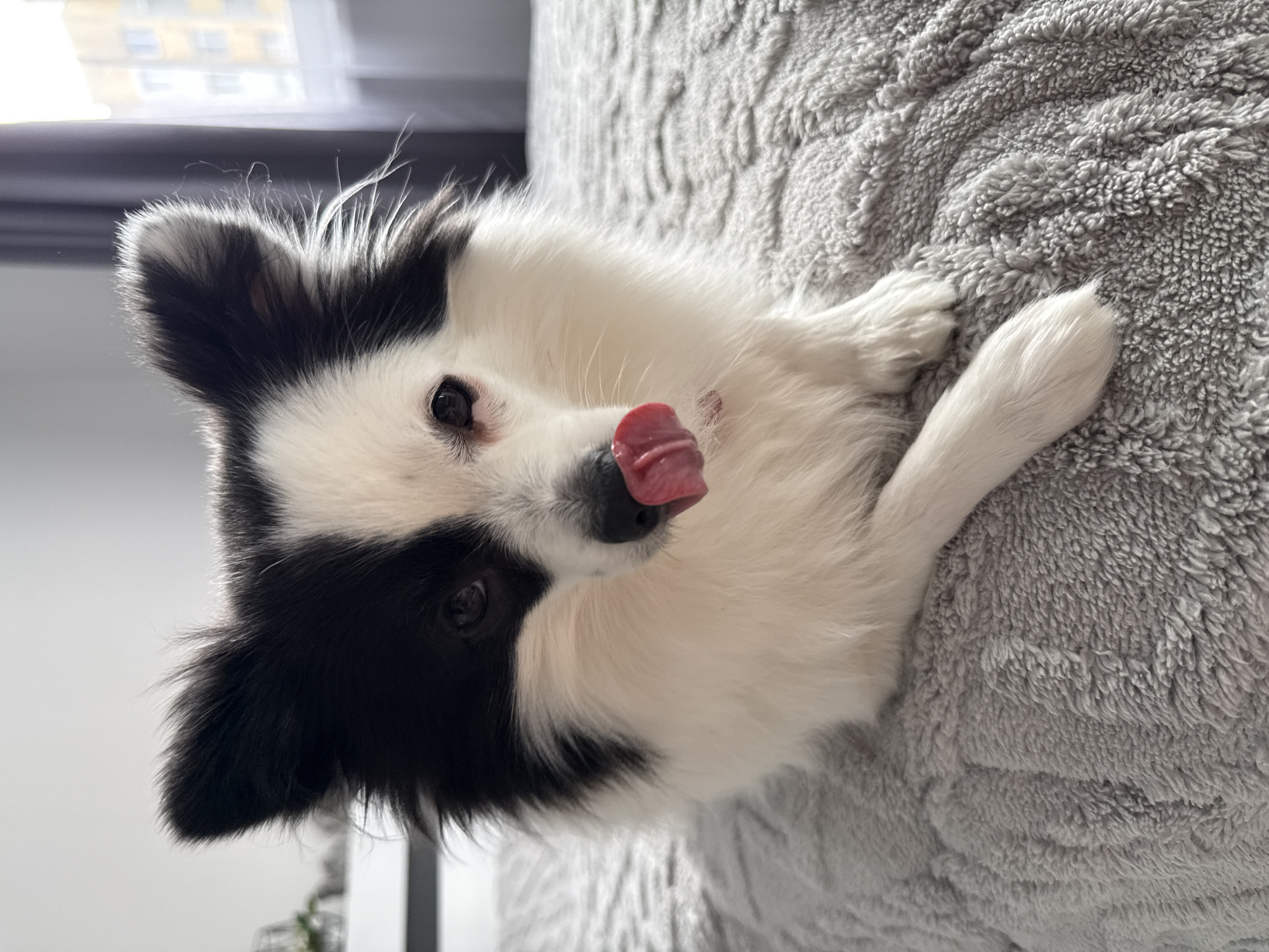 A small, black and white long-haired dog is depicted lying on a grey, textured blanket or comforter. The dog's fur is predominantly white with distinct black patches covering both eyes and ears. Its dark eyes are visible, and its pink tongue is extended, making contact with its black nose, indicating a licking motion. One white paw is extended forward on the blanket. In the background, to the left, a light-colored wall and part of a white furniture item with a faint plant are visible. To the right, a window with a dark grey curtain is partially observed. Through the window, an exterior view reveals a multi-story residential building with yellow and white facades under daylight. The scene occurs within a private residence in the city of Stara Zagora, Bulgaria.
