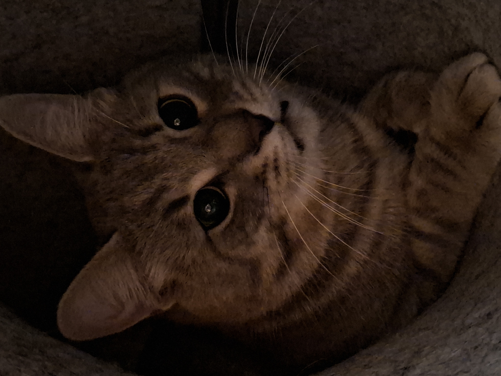 The image shows a close-up, dimly lit, portrait of a tabby cat. The cat is nestled within a textured, dark grey material, possibly a blanket or pet bed. Its fur is a mix of brown and grey with distinct tabby markings. The cat's large, dark eyes are wide open and appear reflective. Its ears are pointed upwards and outwards. Its mouth is slightly open, revealing a hint of its teeth and tongue. The cat's paws are tucked in front of its chest. The overall lighting is low, creating a somber mood and casting shadows across the cat's face. There is no indication of a specific location within Zemun Urban Municipality, Serbia, or any people present.