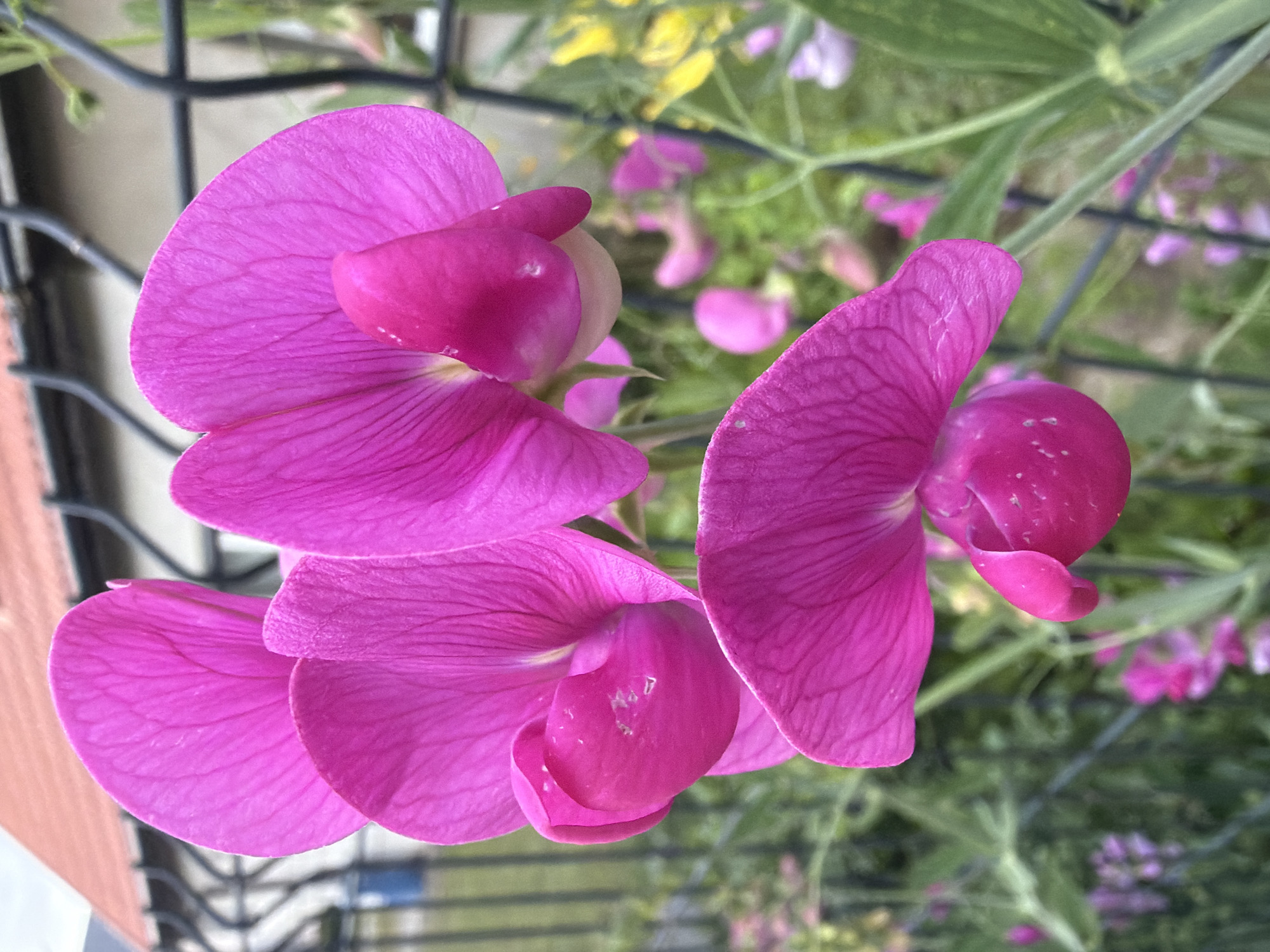A close-up, high-angle outdoor shot focuses on several bright magenta sweet pea flowers, their delicate petals unfurling against a blurred background of greenery, a black metal fence, and a terracotta-tiled roof. The flowers exhibit intricate veining on their petals and have a velvety texture. In the distance, other out-of-focus flowers in shades of pink and yellow are visible, suggesting a garden setting. The scene appears to be a typical residential area. There is no indication of specific location within Szczecin, Poland, nor are there any people or discernible actions.