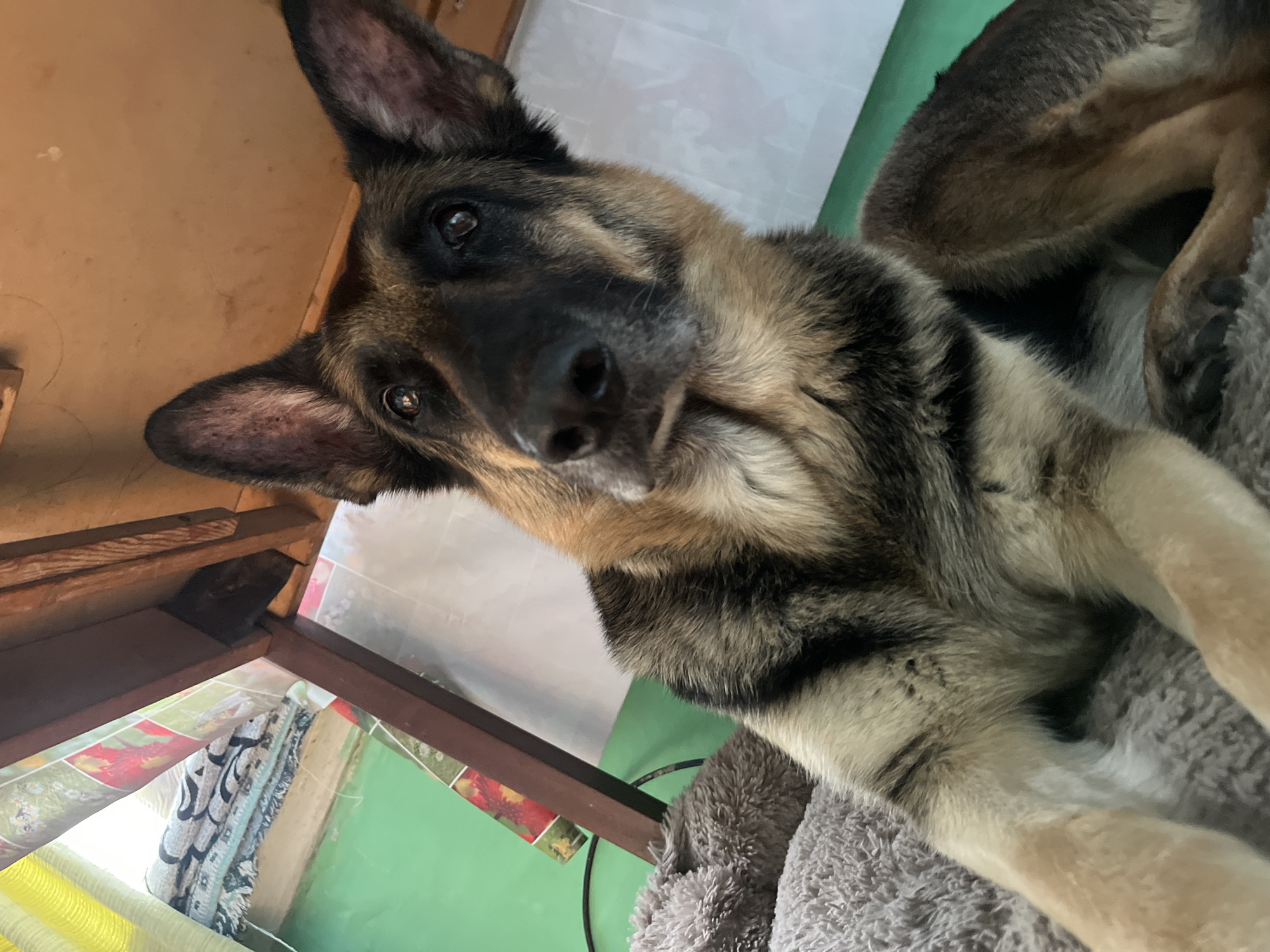 A German Shepherd dog is lying down on a gray, furry dog bed, looking up at the camera. The dog is black and tan with large, erect ears. Behind the dog, a wooden table leg and part of the underside of a table are visible. Further in the background, there is a green floor, a white wall, and a stacked pile of blankets or rugs with a colorful floral pattern. The scene appears to be indoors, possibly in a home.