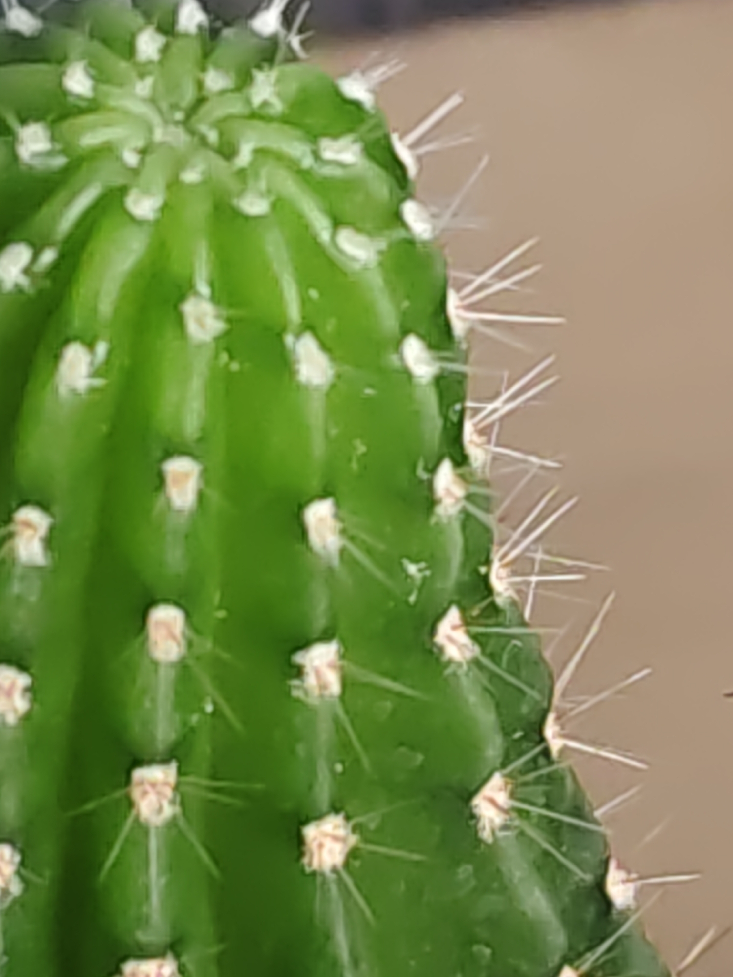 The image shows a close-up of a green cactus with white spines. The cactus is a vibrant green with visible ribs and areoles from which the spines emerge. The spines are thin and white, radiating outwards from the areoles. The background is out of focus and appears to be a neutral, tan color. There is no indication of the location in Rostov-on-Don, Russia, as the image focuses solely on the cactus itself. There are no people, objects other than the cactus, or actions depicted in the image.
